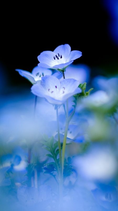 naturally blue flowers