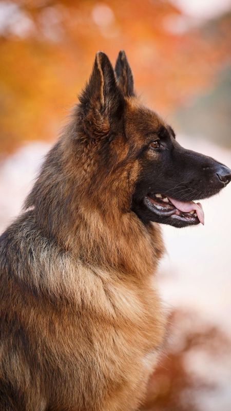 German Shepherd Dog | Dog | Pet Wallpaper Download | MobCup