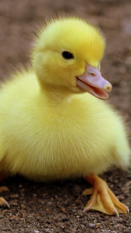 adorable baby duckling