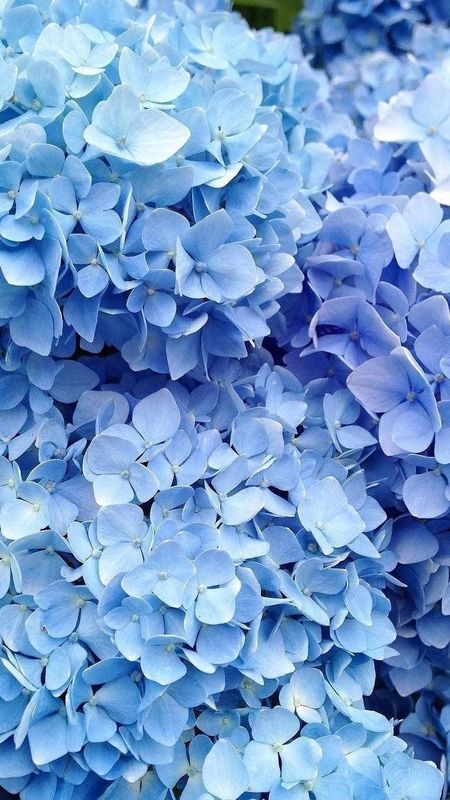 Download Feel the beauty every day with blue flowers Wallpaper  Wallpapers com