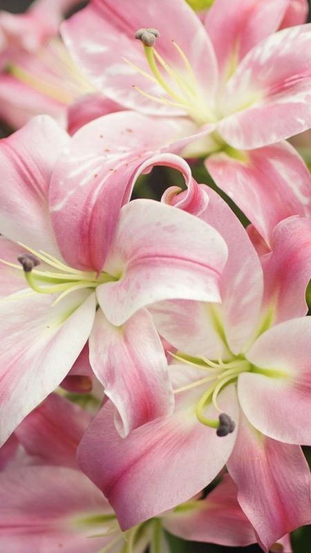 Pink and white petaled flower, lily HD wallpaper | Wallpaper Flare