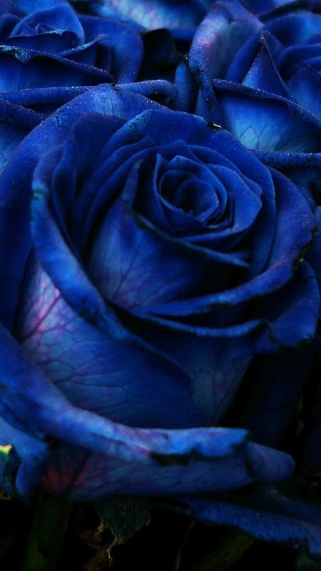 Blue Rose - Dark Blue - Beautiful Flowers Wallpaper Download | MobCup