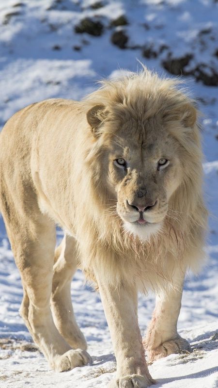 White Lion - Snow Background Wallpaper Download | MobCup