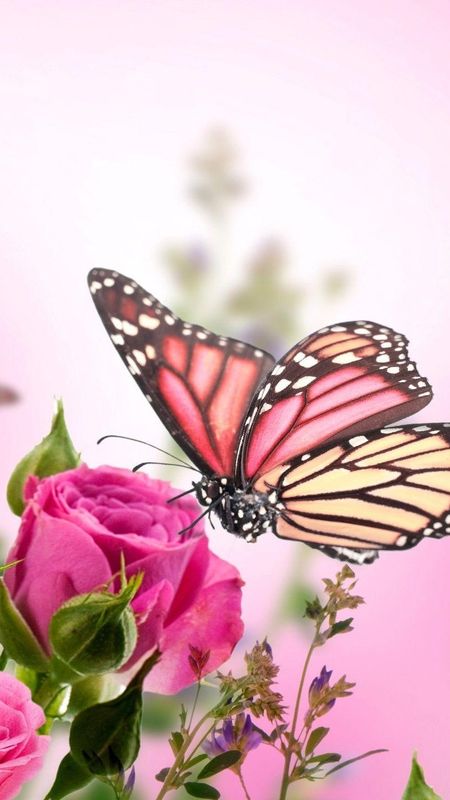 Beautiful Flowers Roses - Beautiful Butterfly Wallpaper Download | MobCup