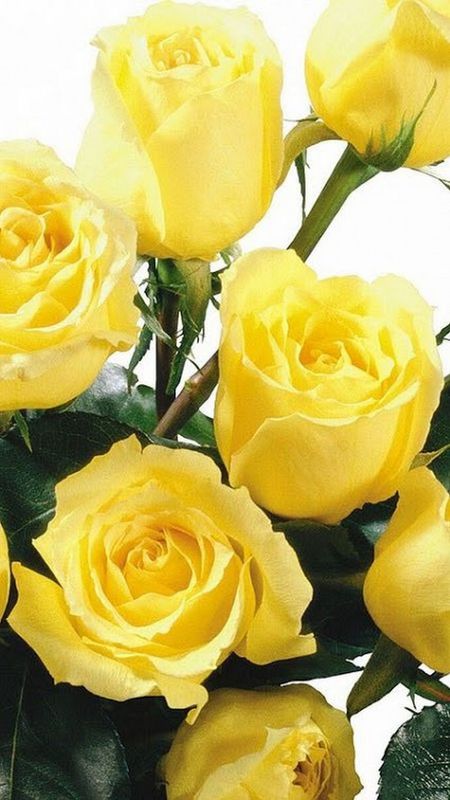 Yellow Rose | Yellow | Rose Wallpaper Download | MobCup