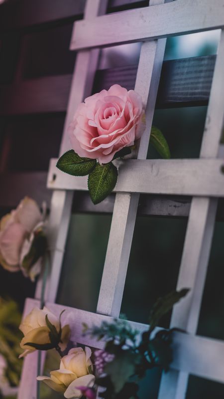 Pink Roses Wallpaper HD New Tab Theme  Get this Extension for Firefox  enCA