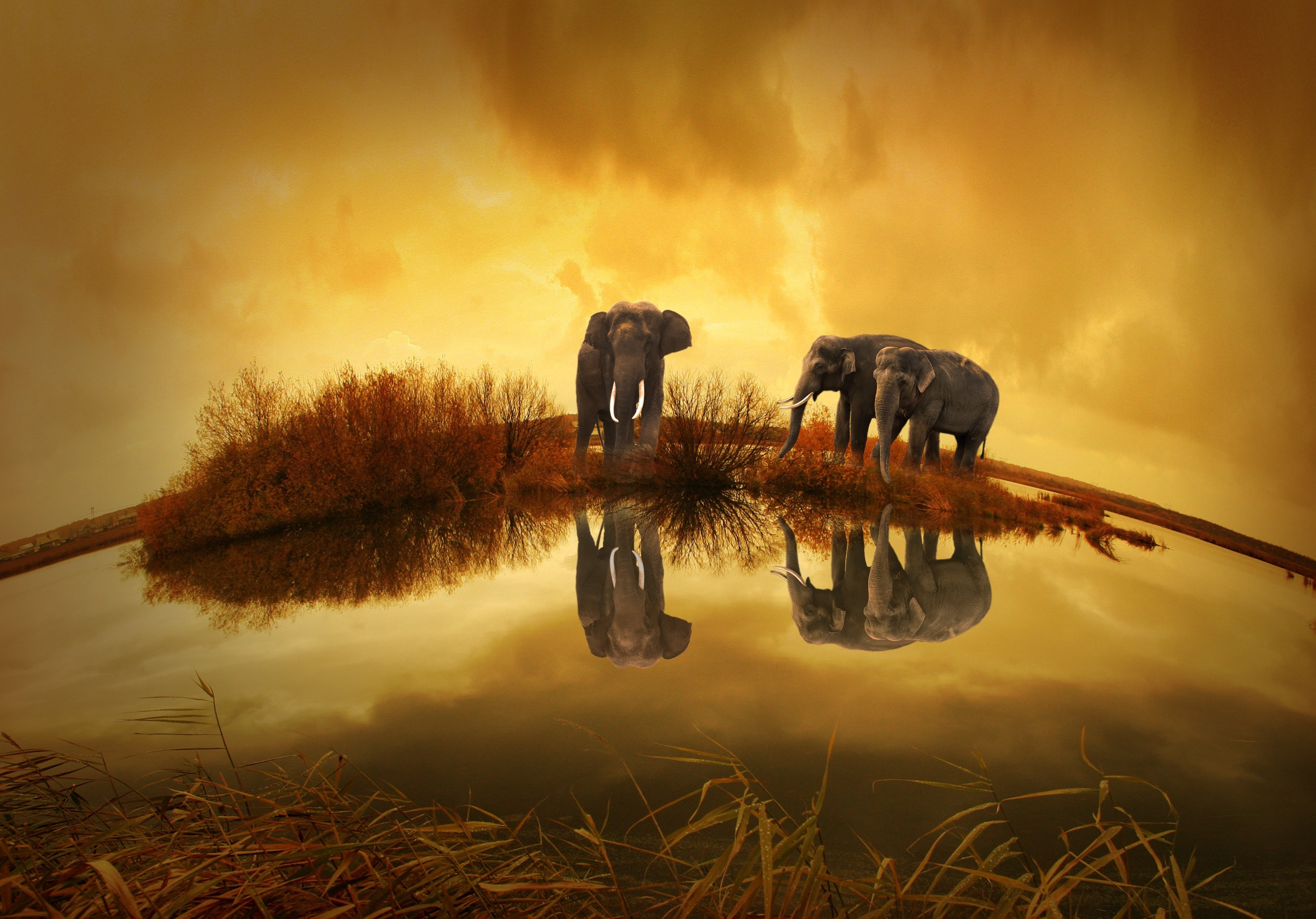 Elephants under the sky