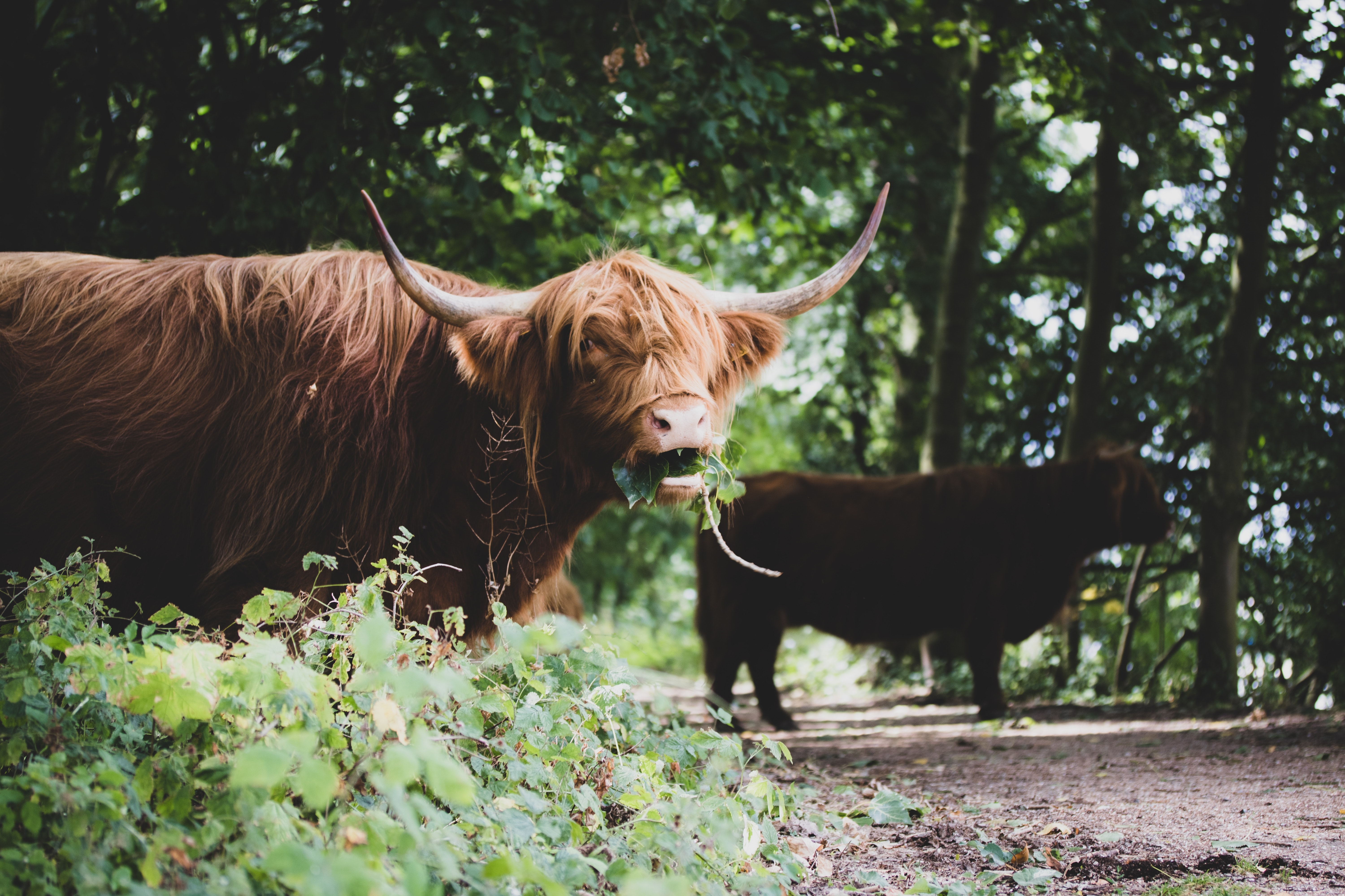 Wild Animals - Highland Cattle