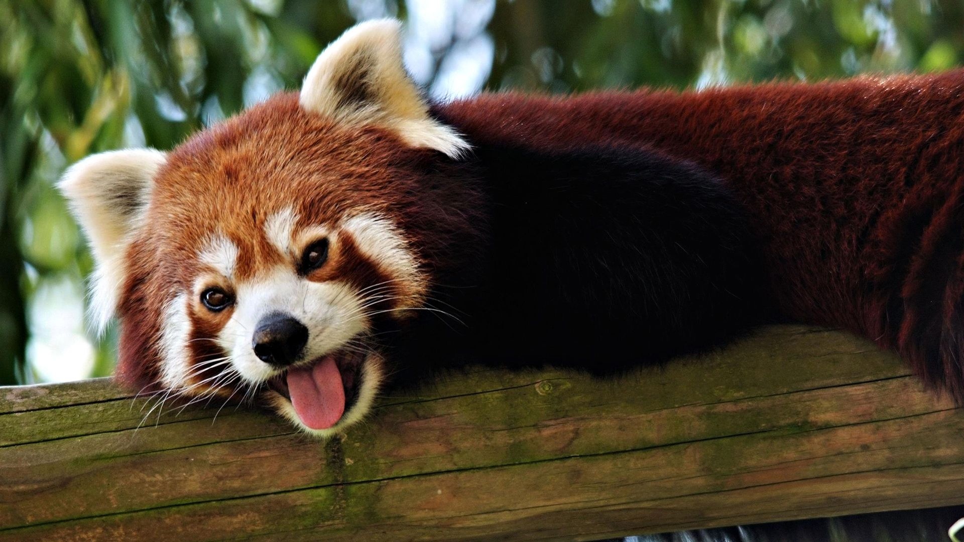 Red Panda.red.himalayan