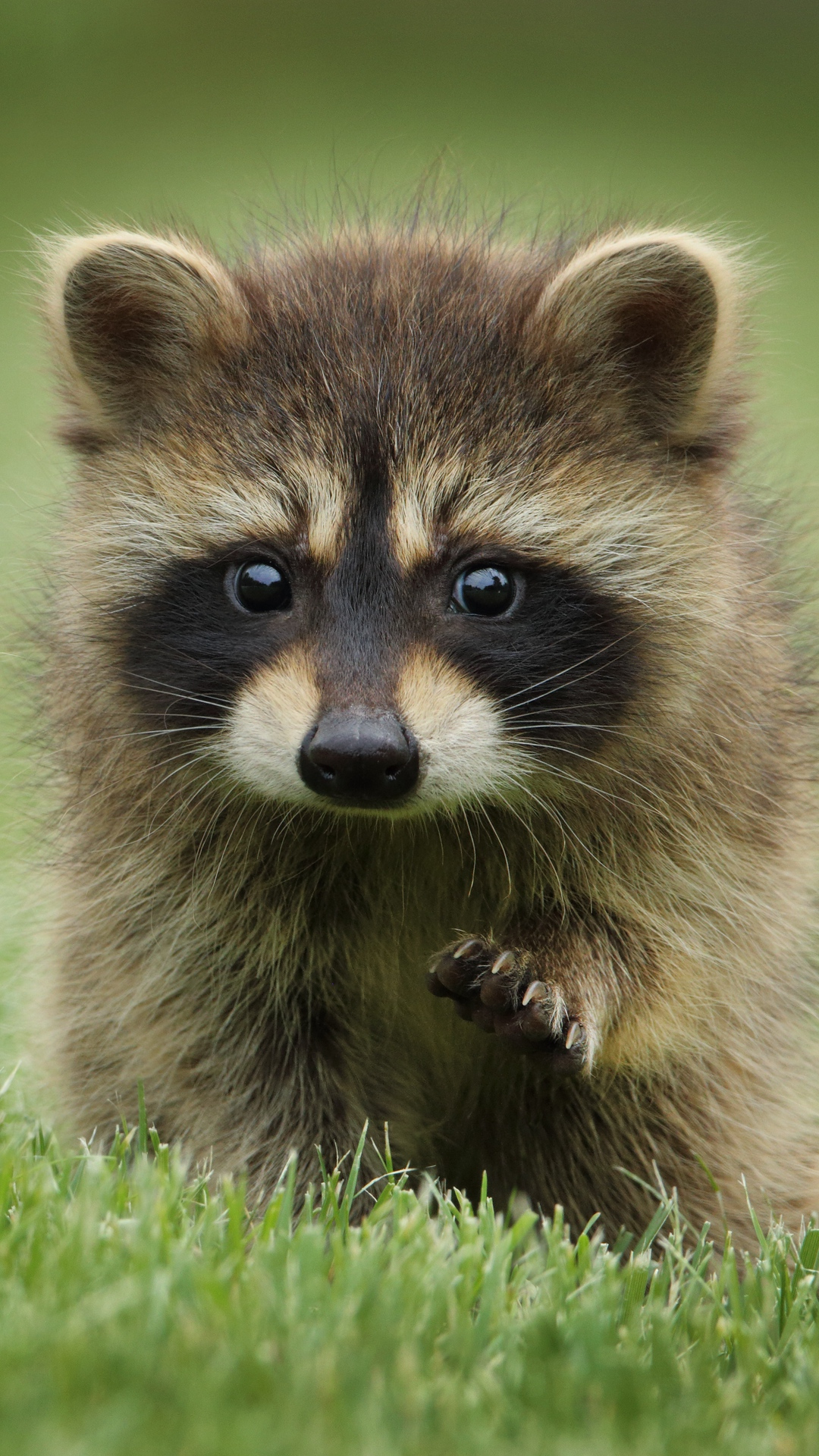 Cute Racoon