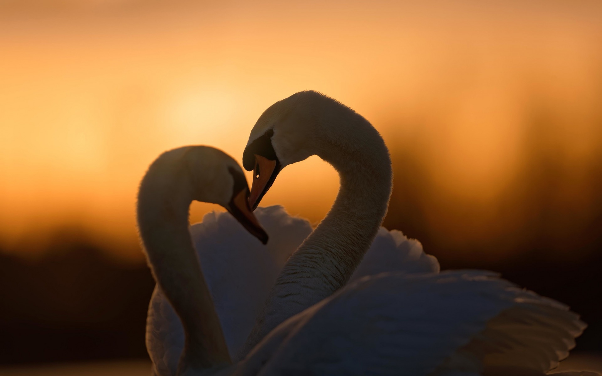 Love Birds - Swan Birds - Love