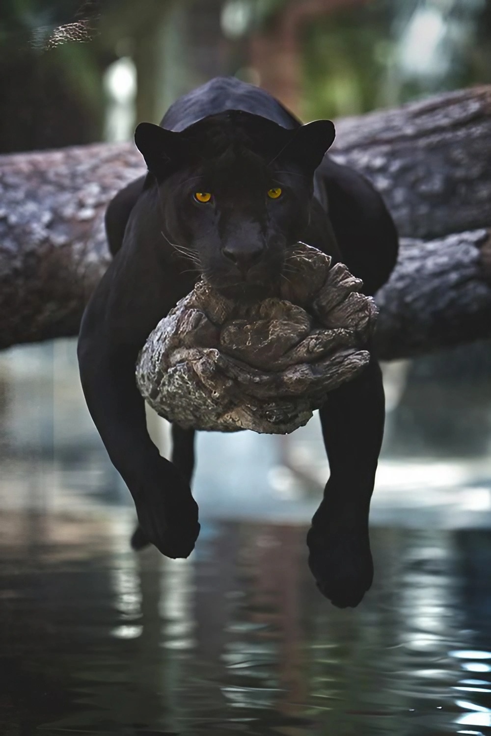 Black Panther Animal - Black Panther Lying On Tree Branch