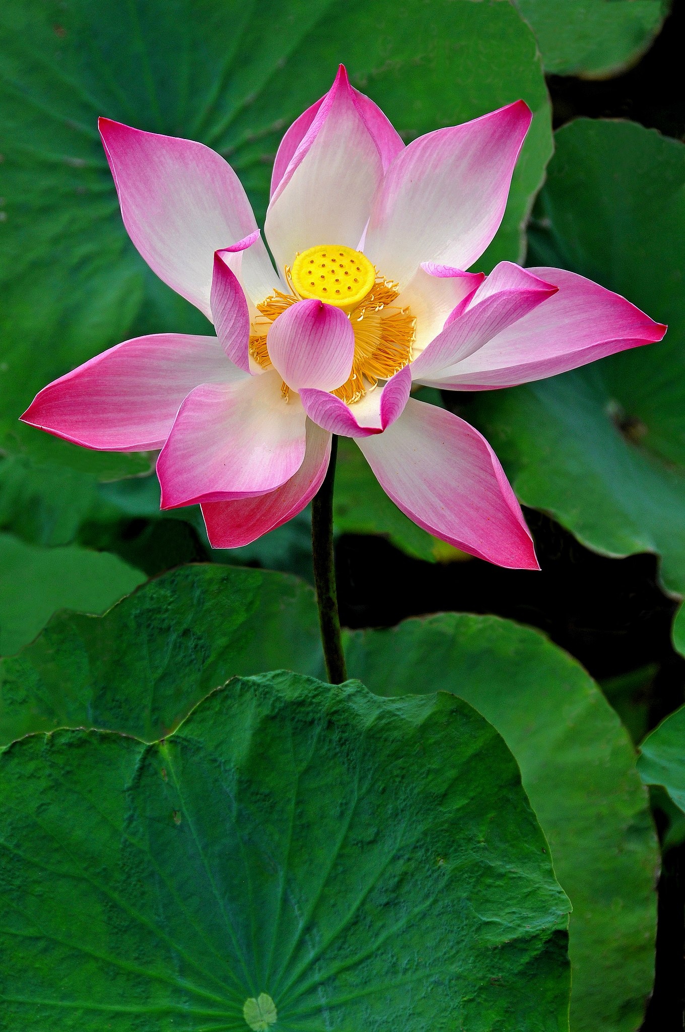 Lotus Flower | Pink | Lotus