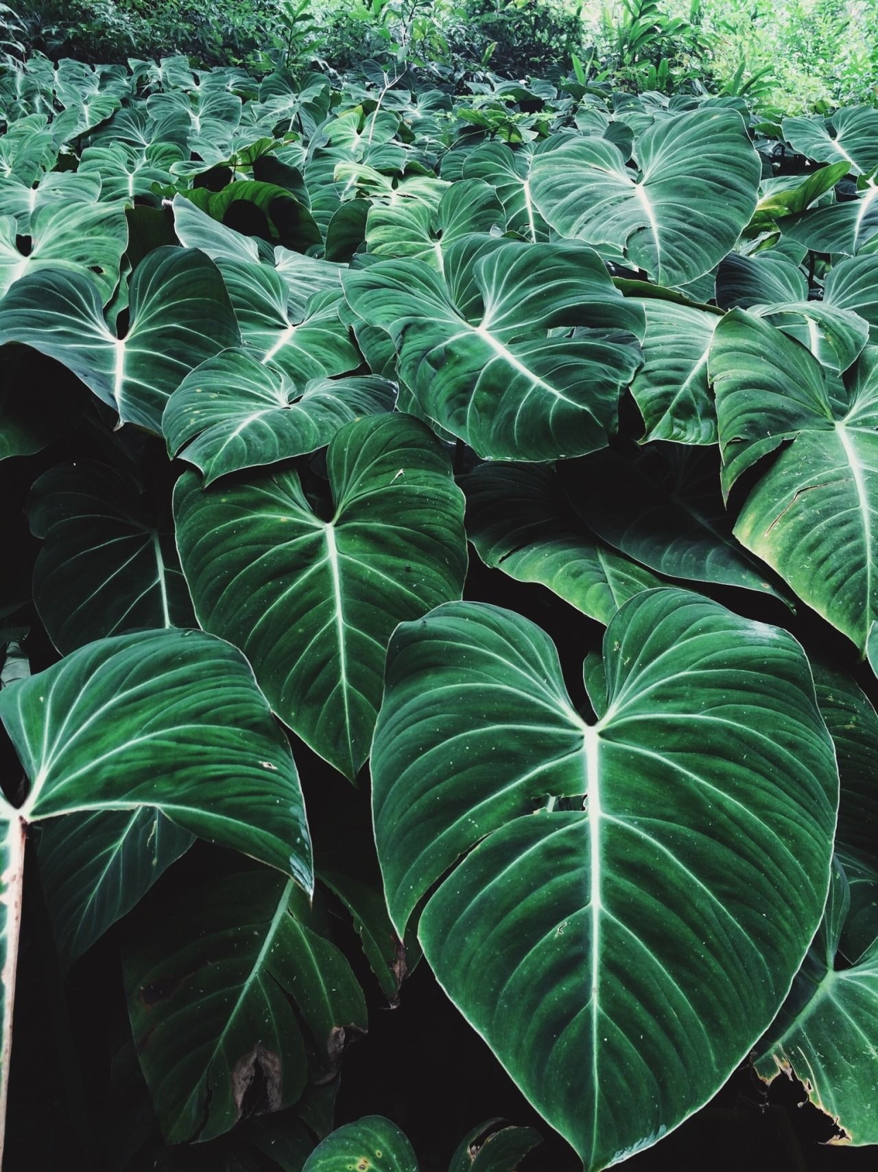 Green Aesthetic | Green Aesthetic Plants