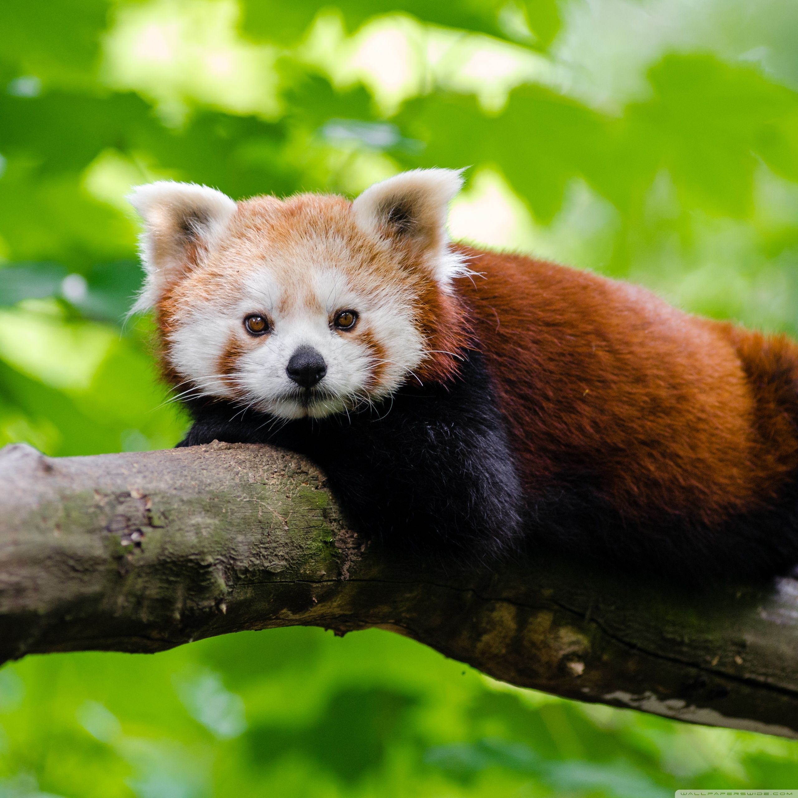 Red Panda.raccoon.sleepy