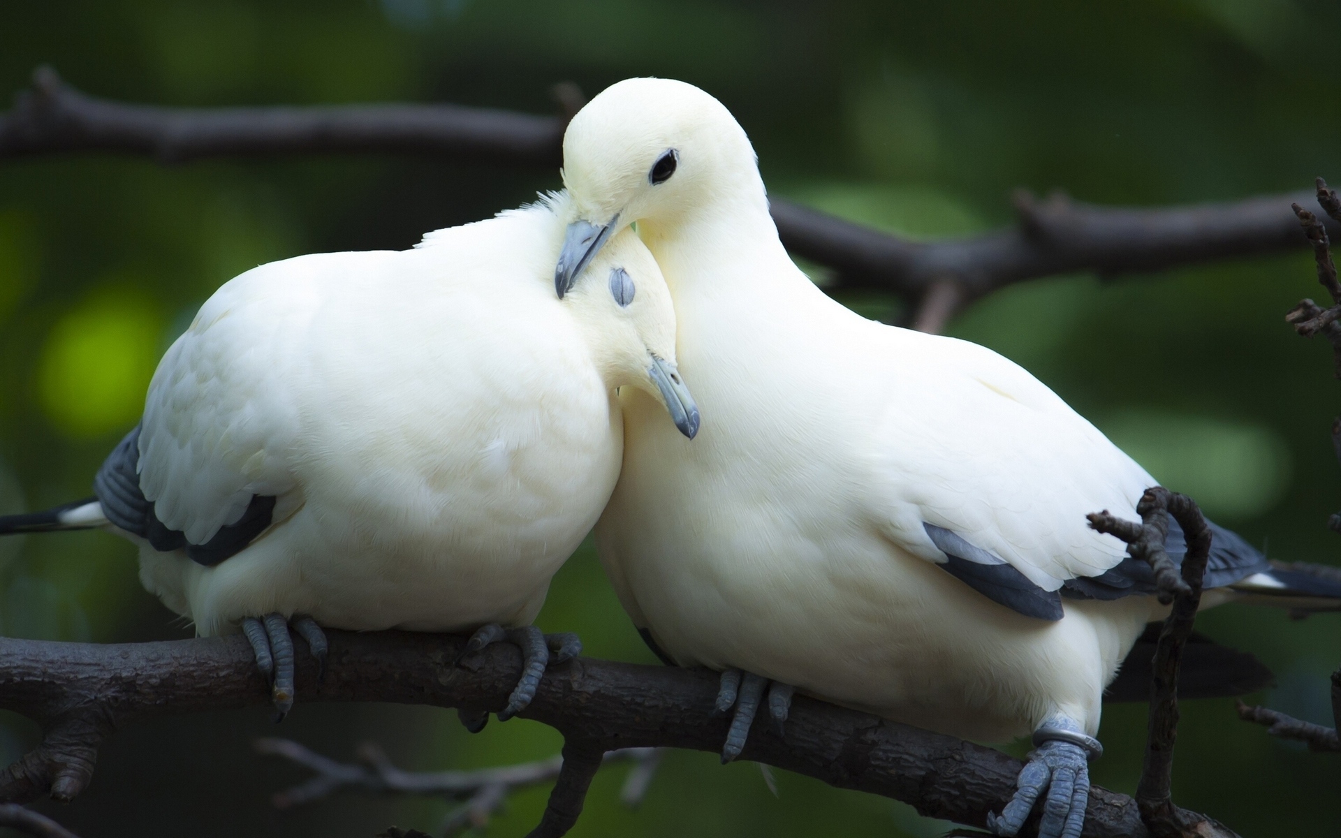 Love Birds - White - Birds