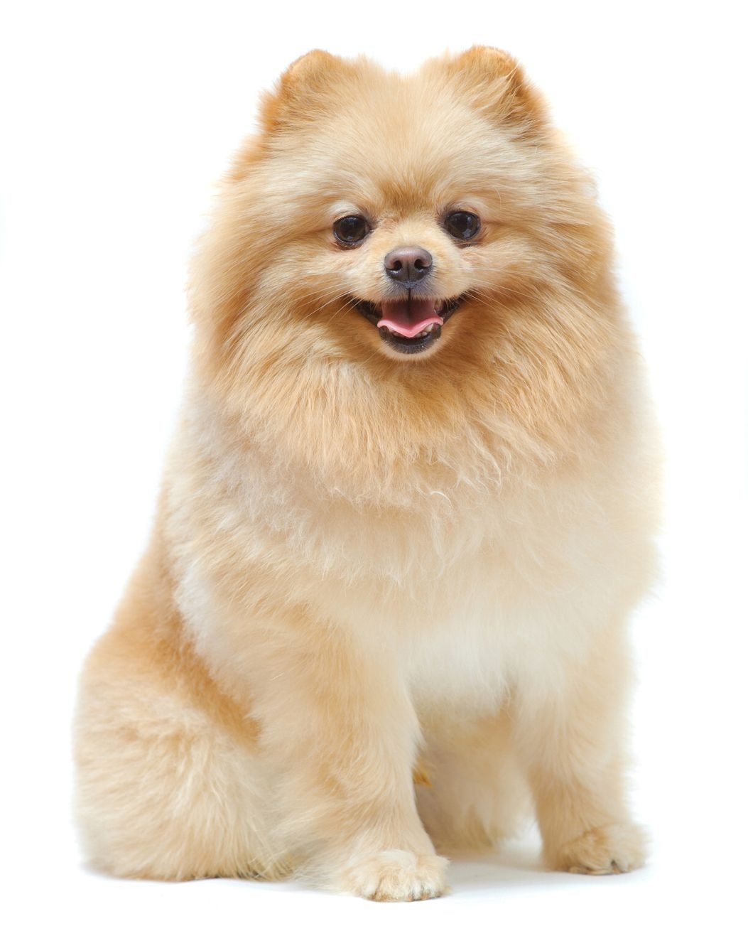 Pomeranian Dog | Dog