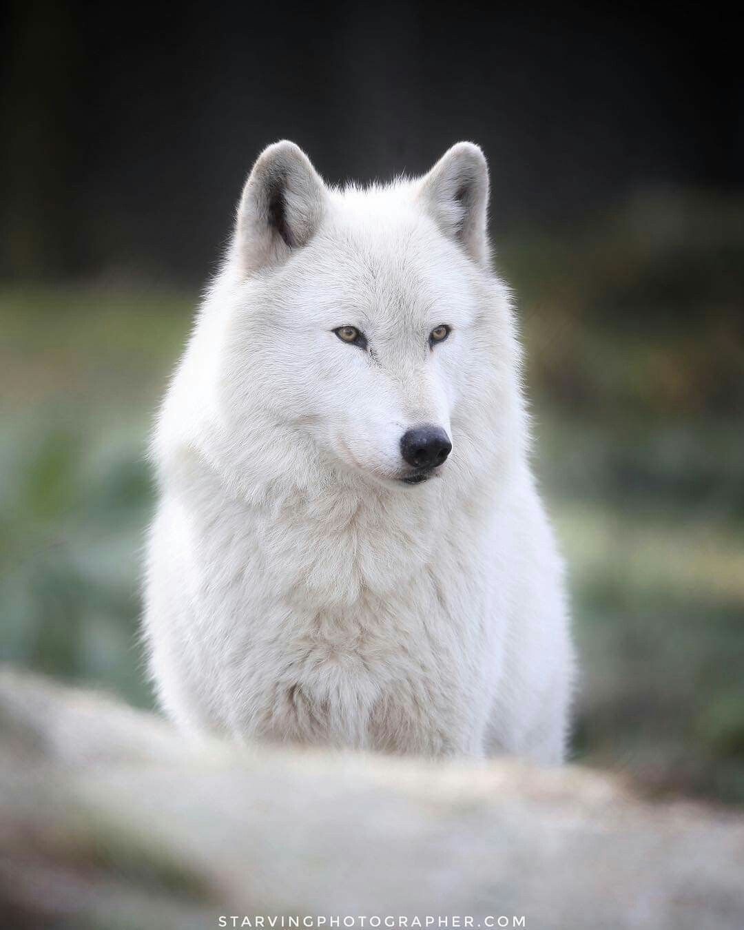 Wolf | White Adorable Wolf