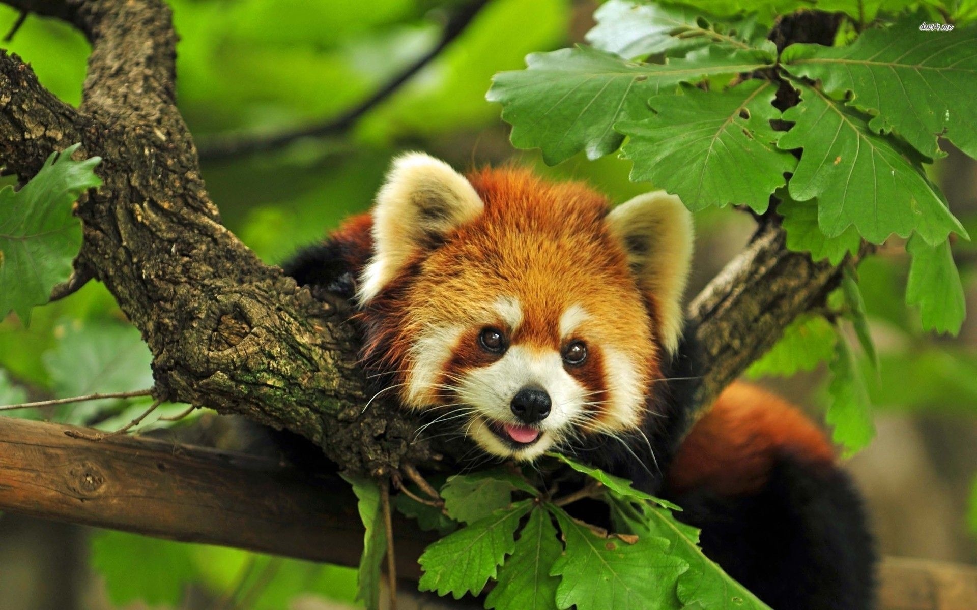 Red Panda.bear.raccoon