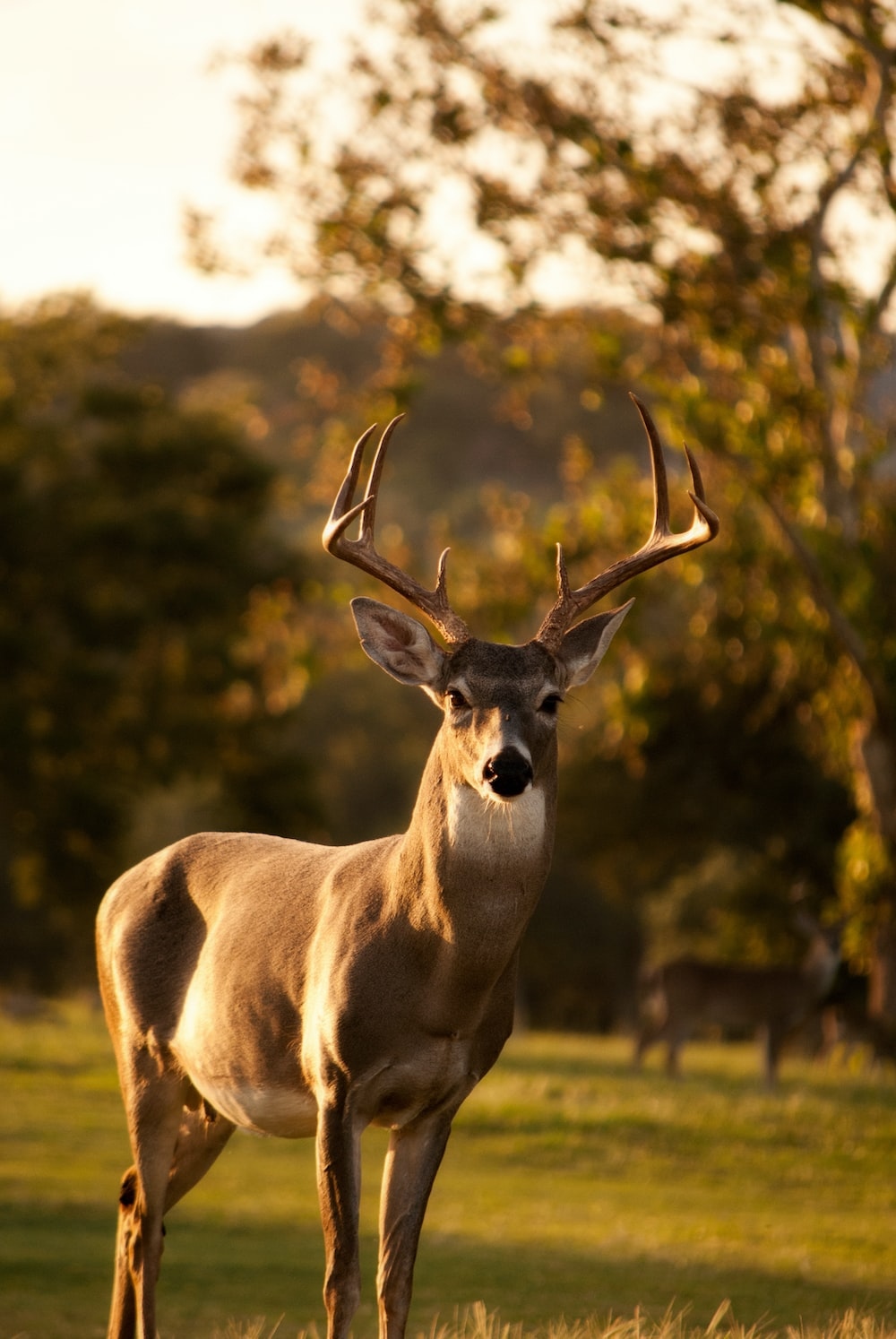 Beautiful Animals - Deer With Blur Background