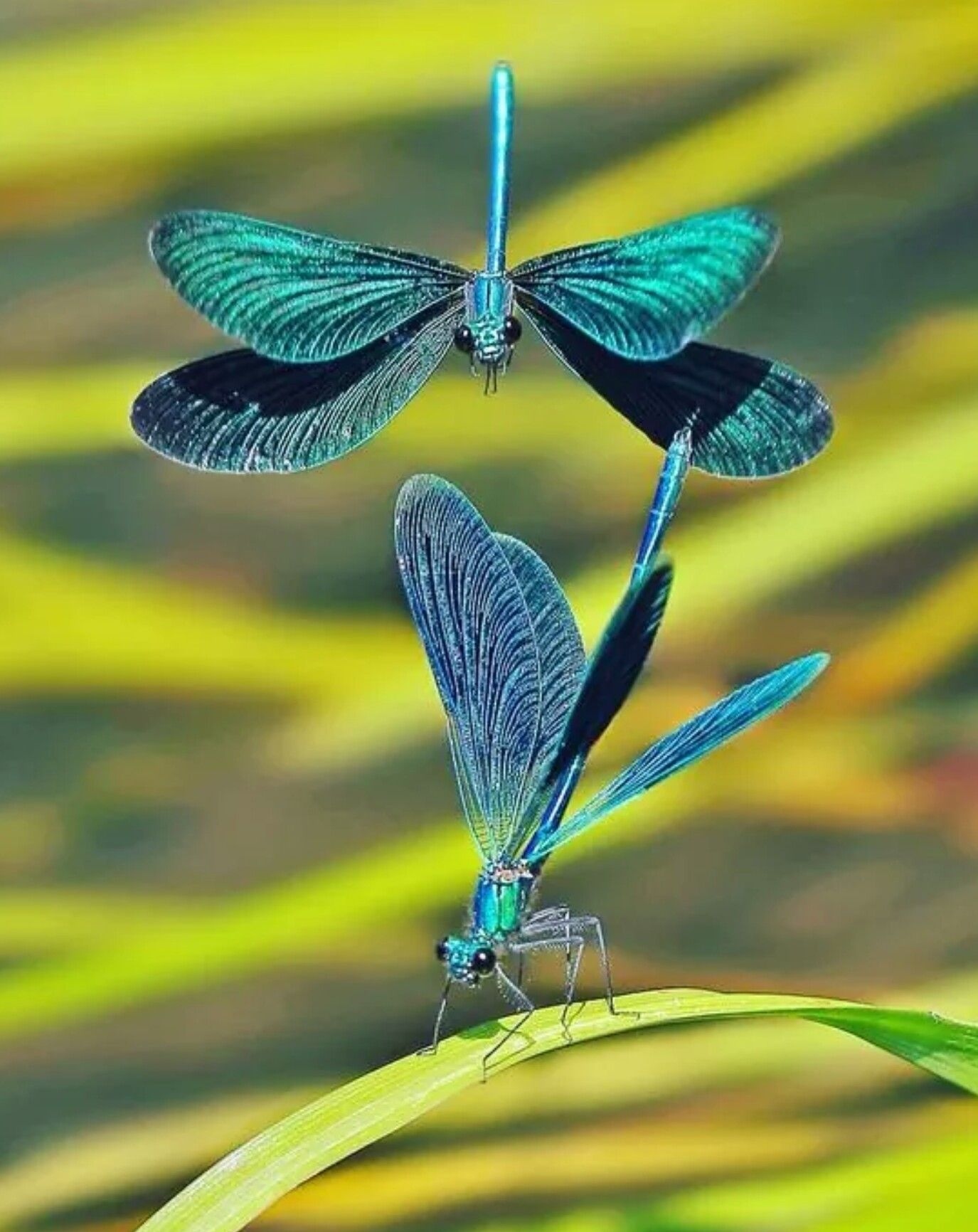 Dragonfly | Blue Insect