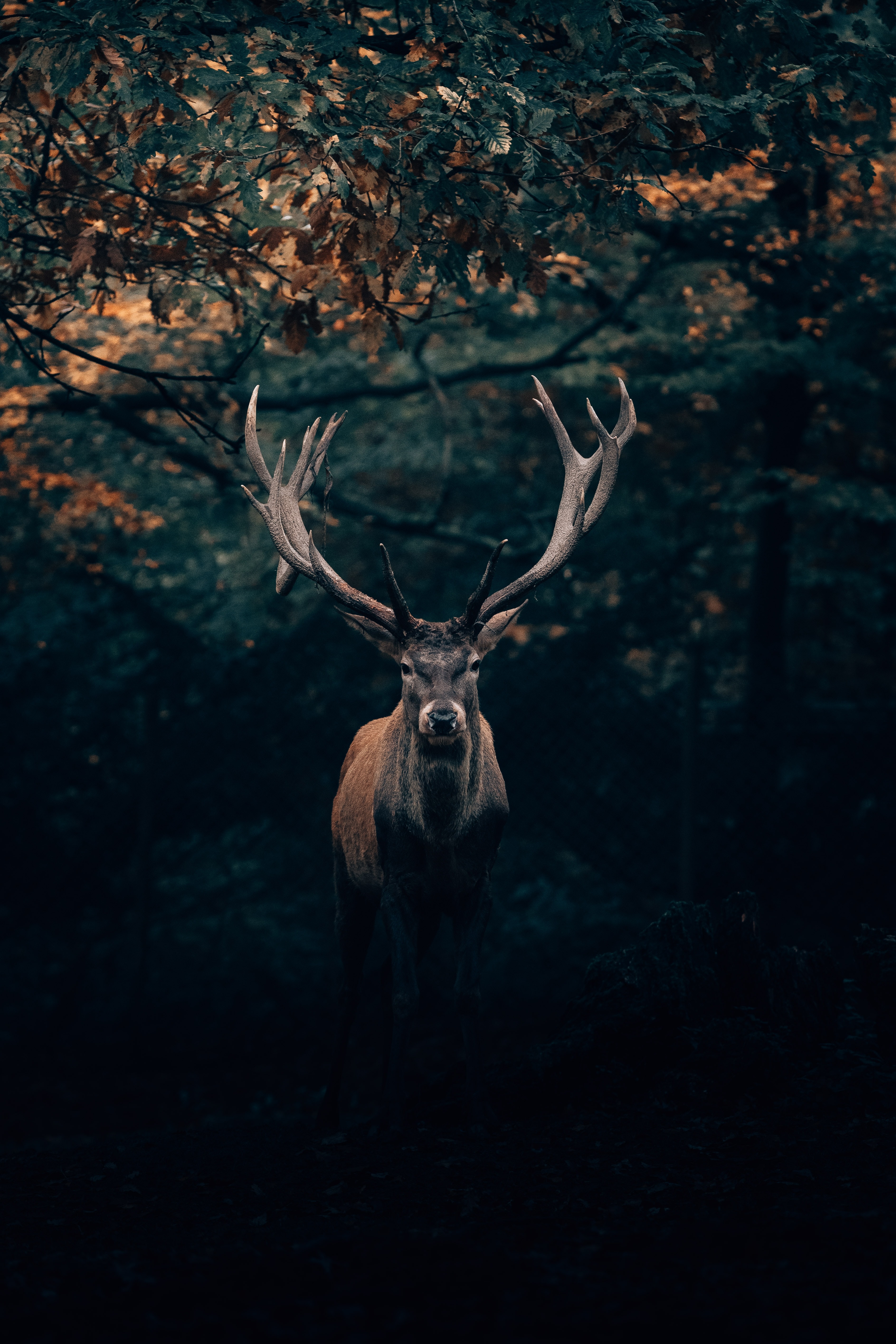 Iphone Normal Deer Wallpaper