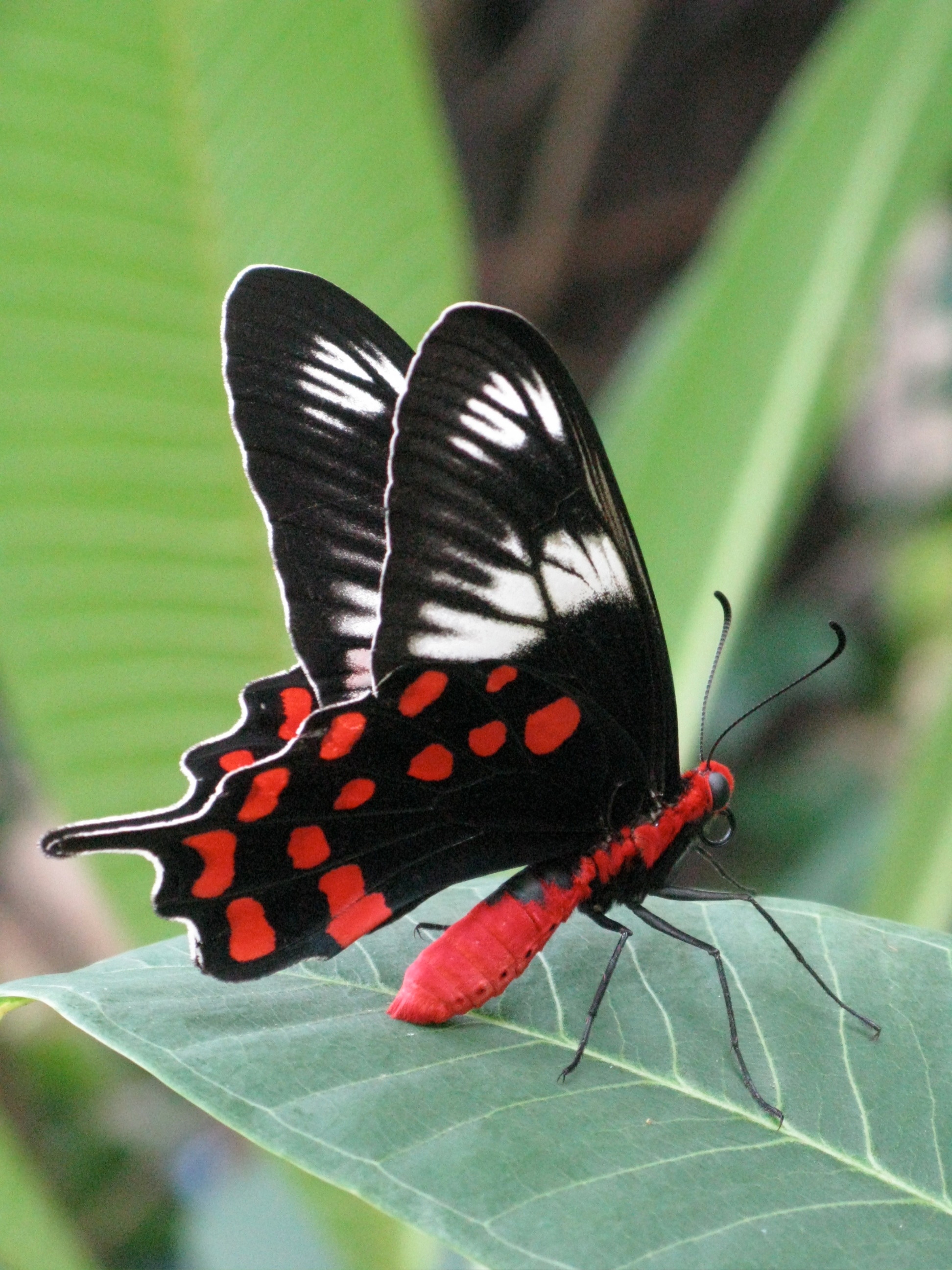 Butterfly | Adorable Butterfly