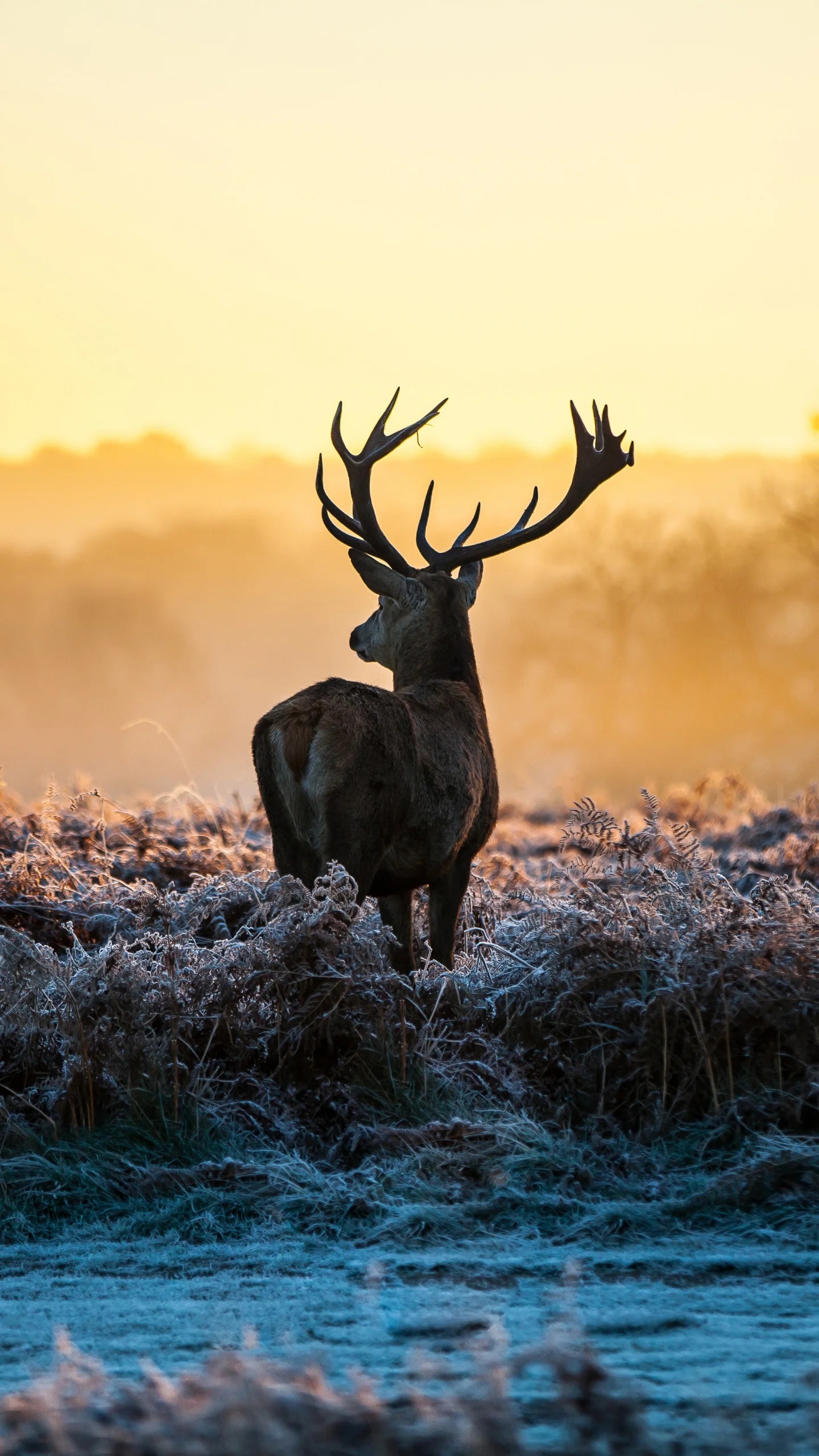 Deer - Kashmir stag