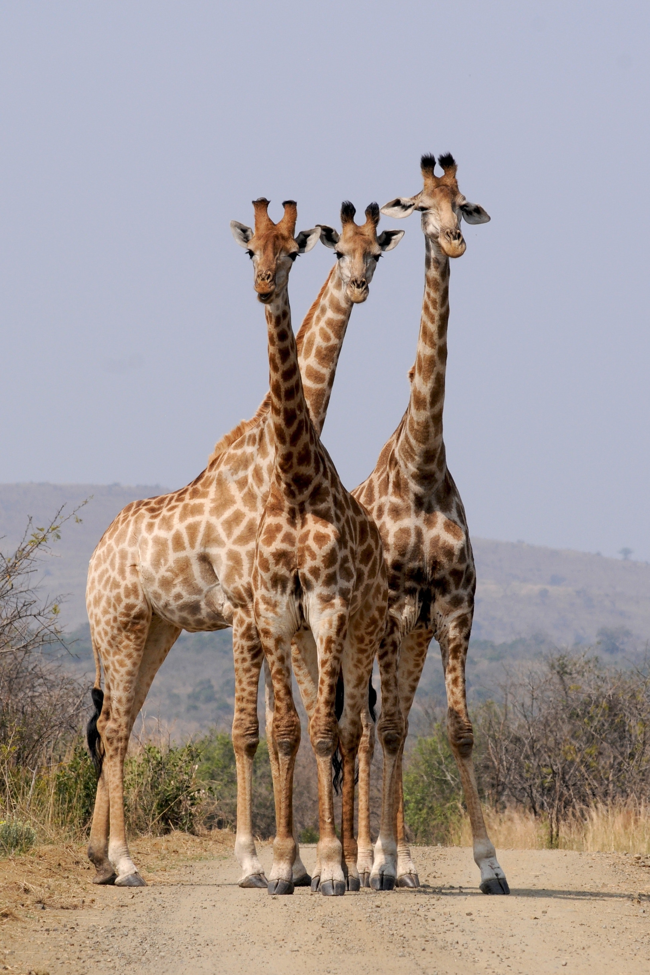 Wild Animals - Giraffe