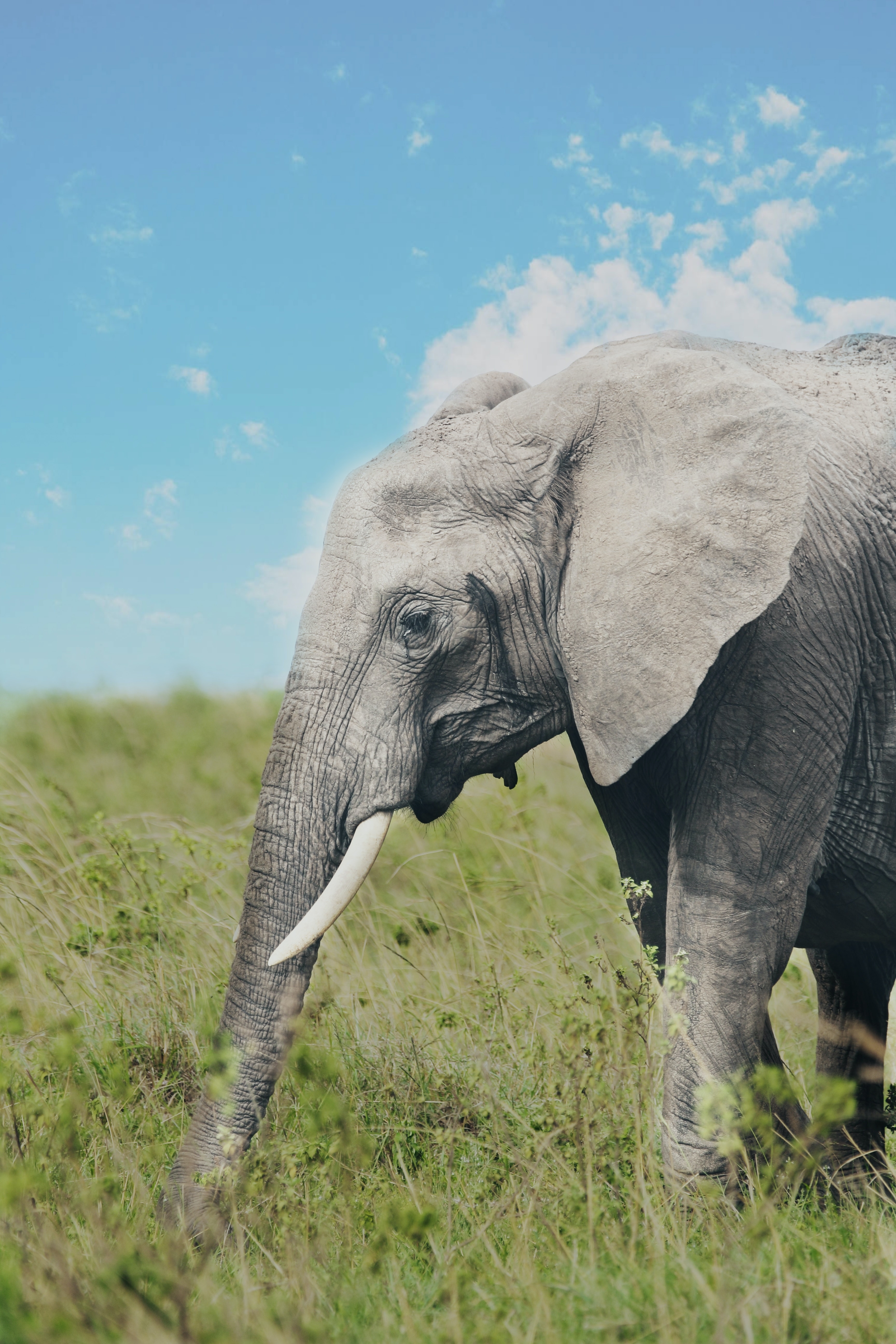 Wild Animals - Elephant Standing On Green Grass