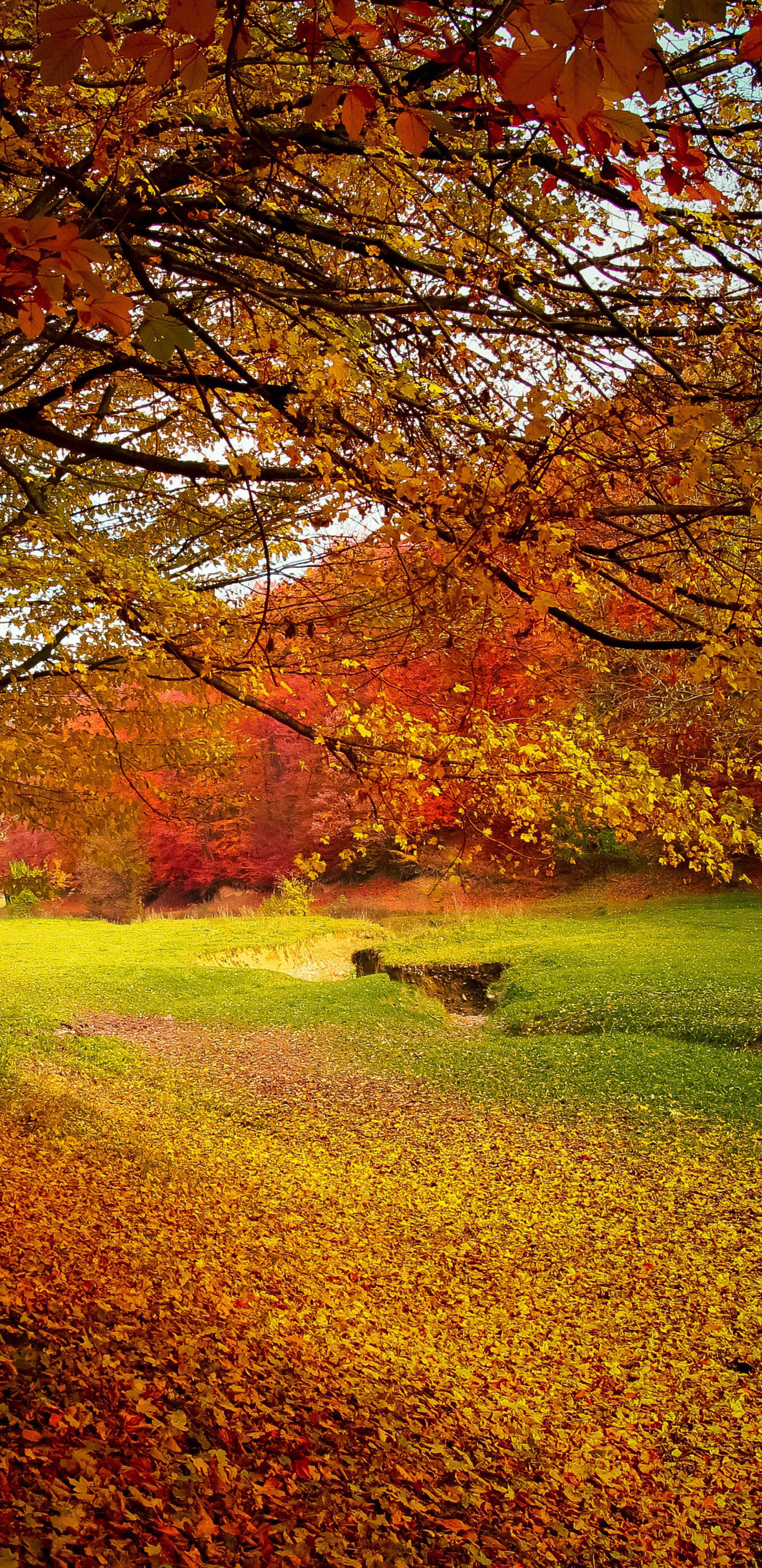 Autumn tree