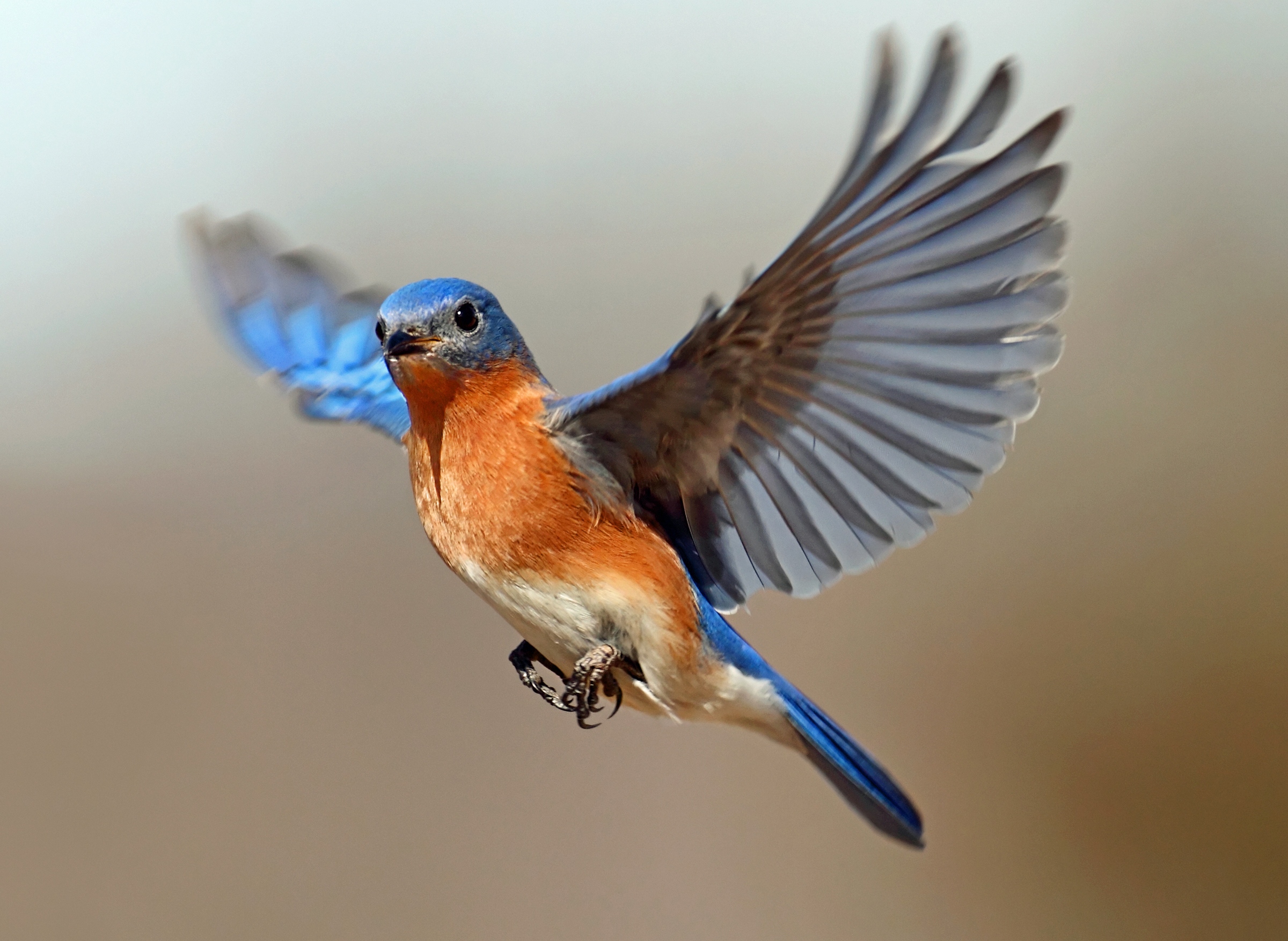 Eastern Blue Bird Flying