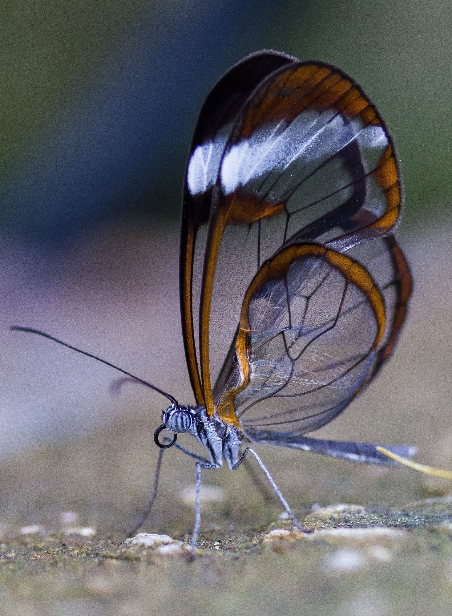 Butterfly | Dragon Butterfly