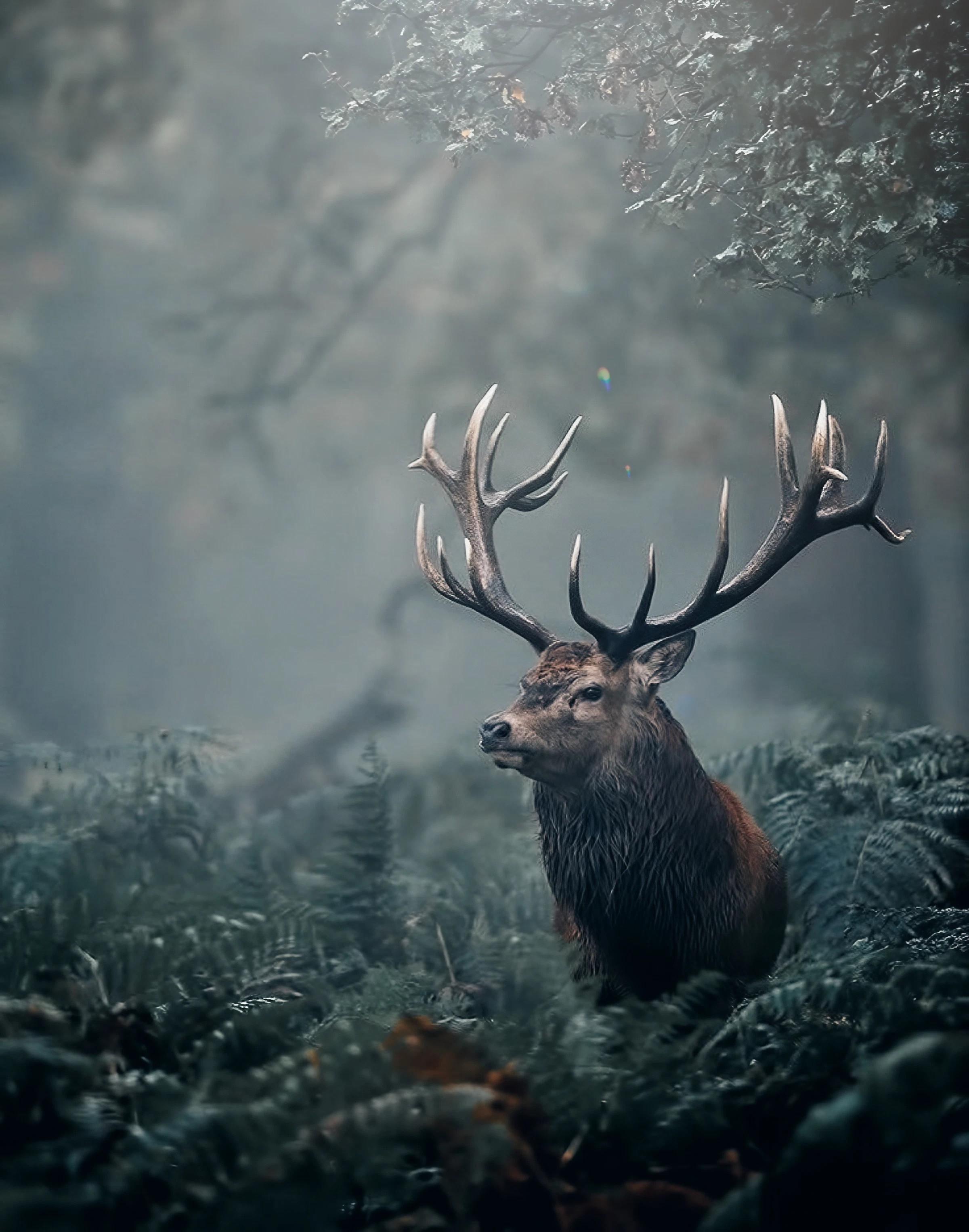 Deers - Red deer