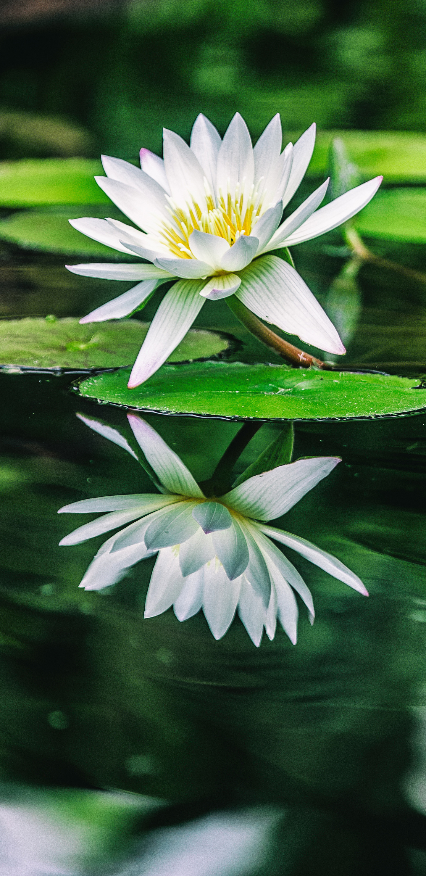 Water lily