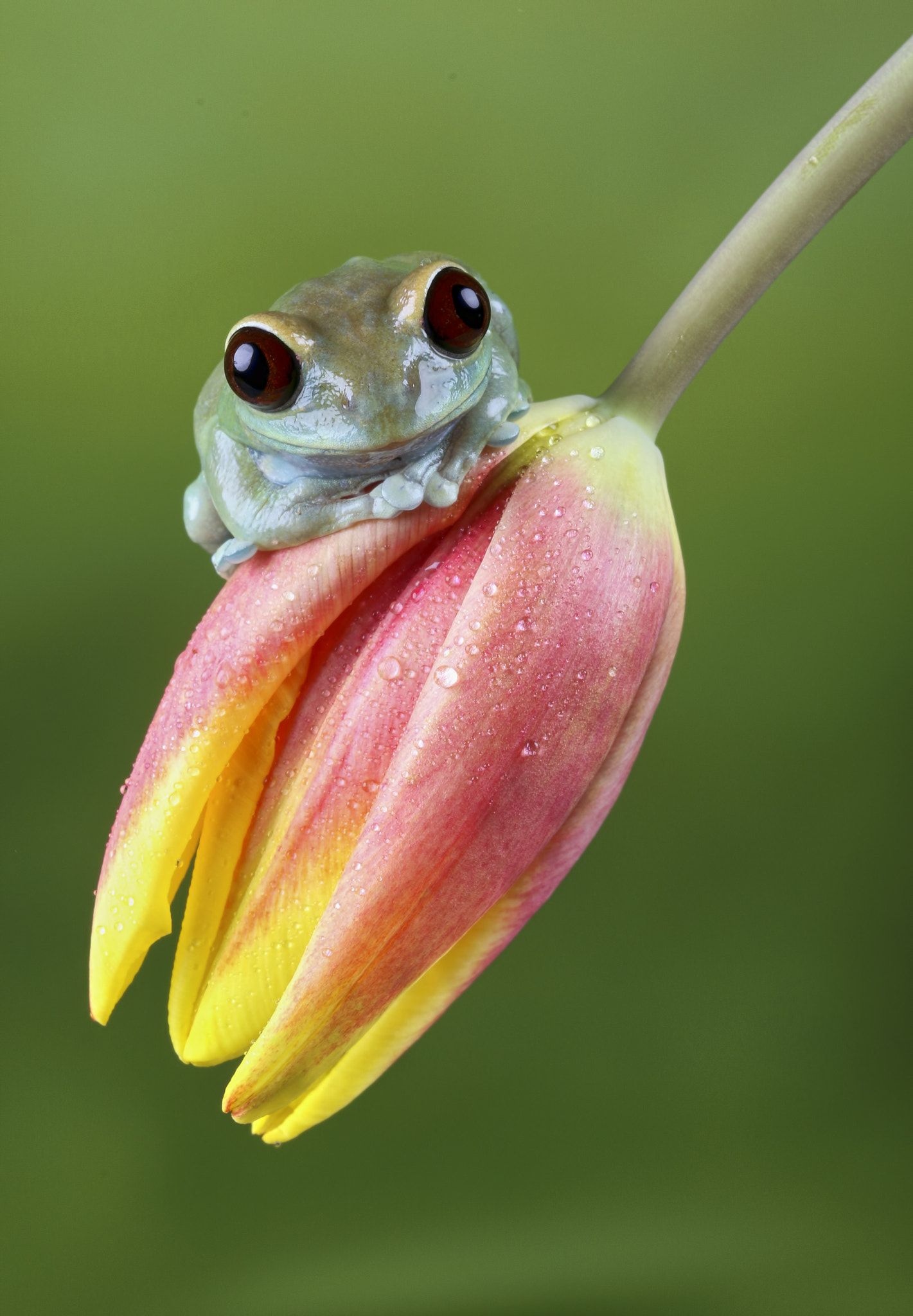 Cute Frog | Cute