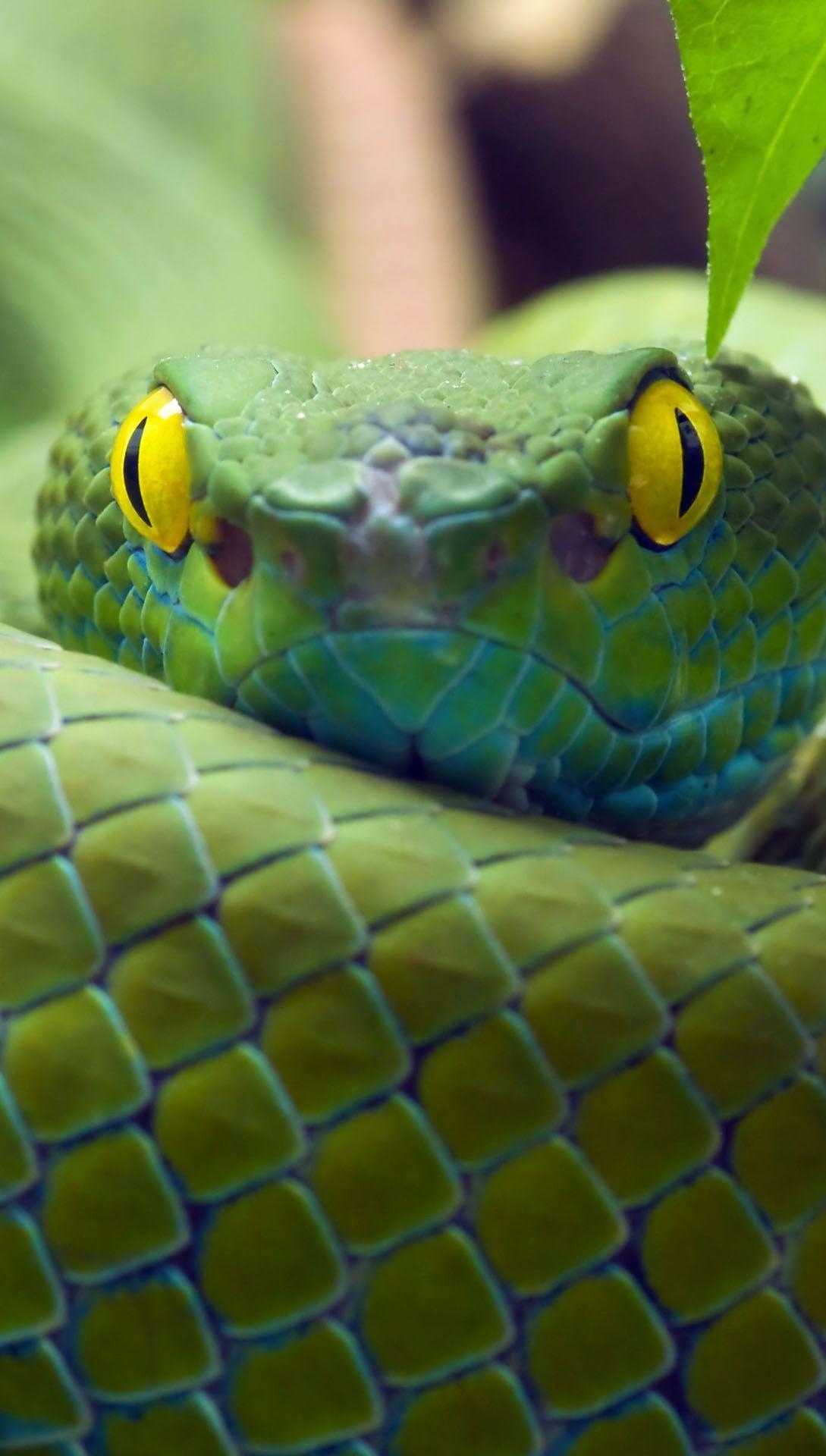 Green Snake with yellow eye