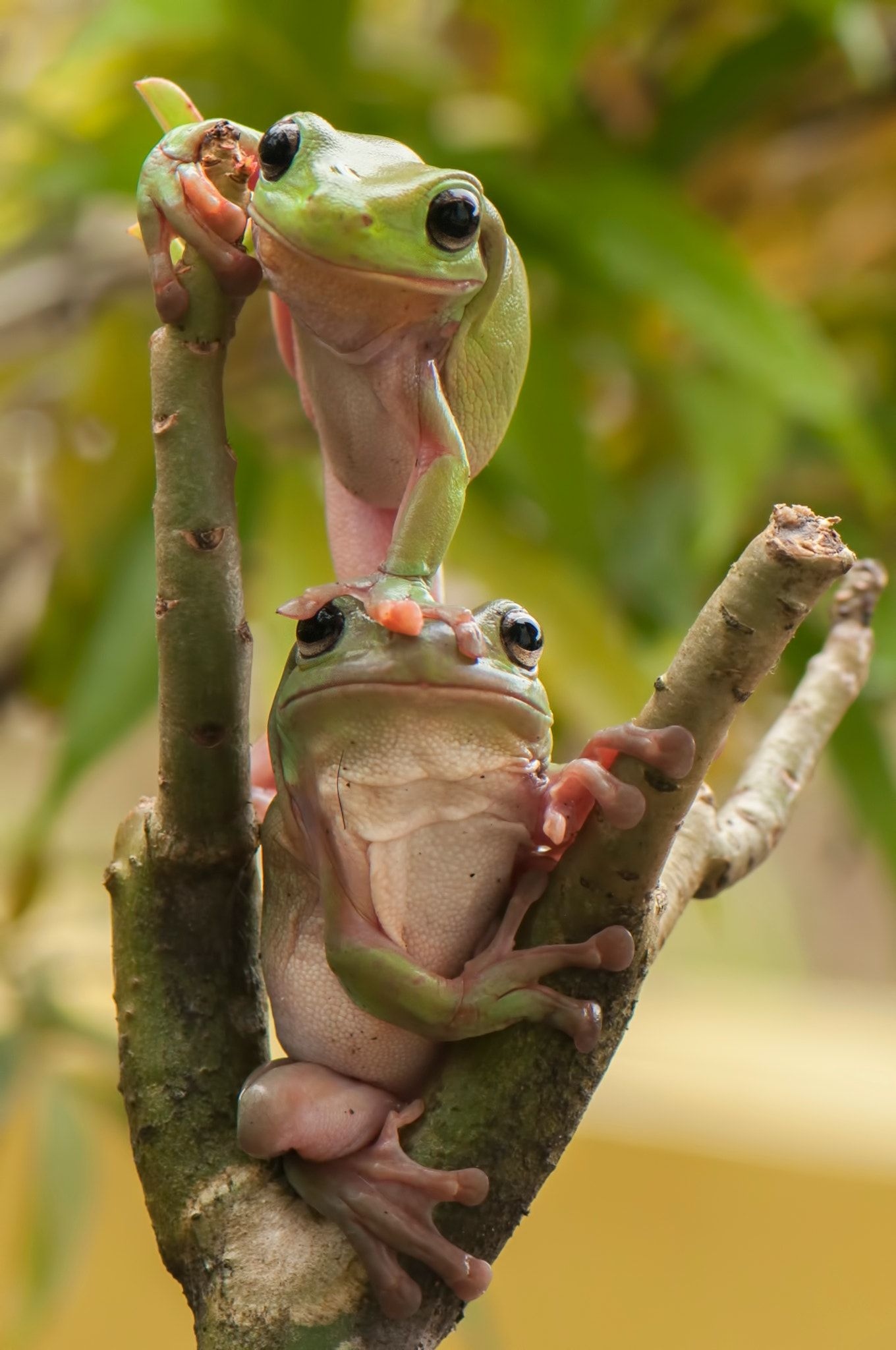 Cute Frog | Funny | Frog