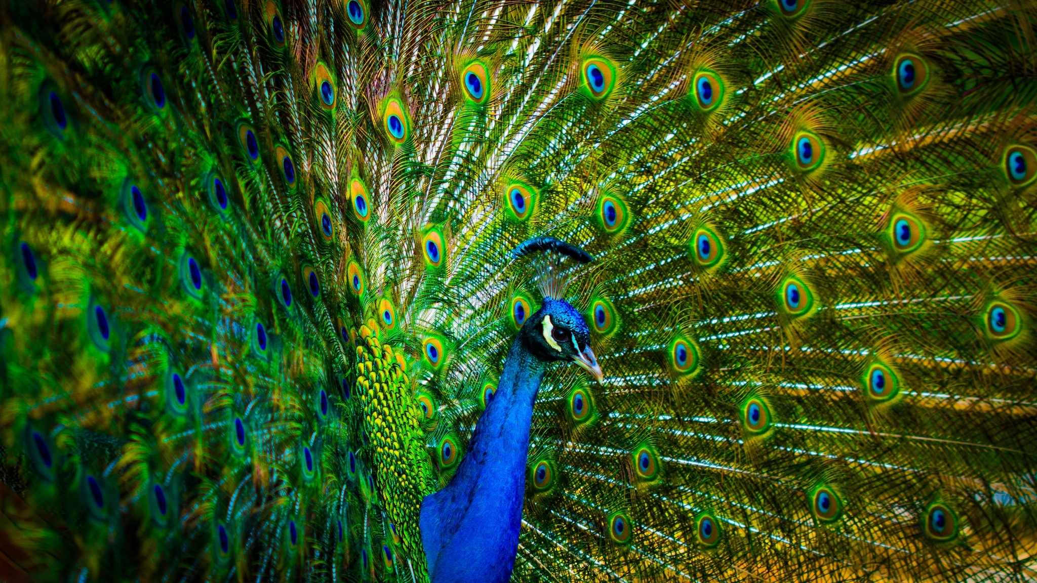 Peacock Feather - Peacock - India National Bird