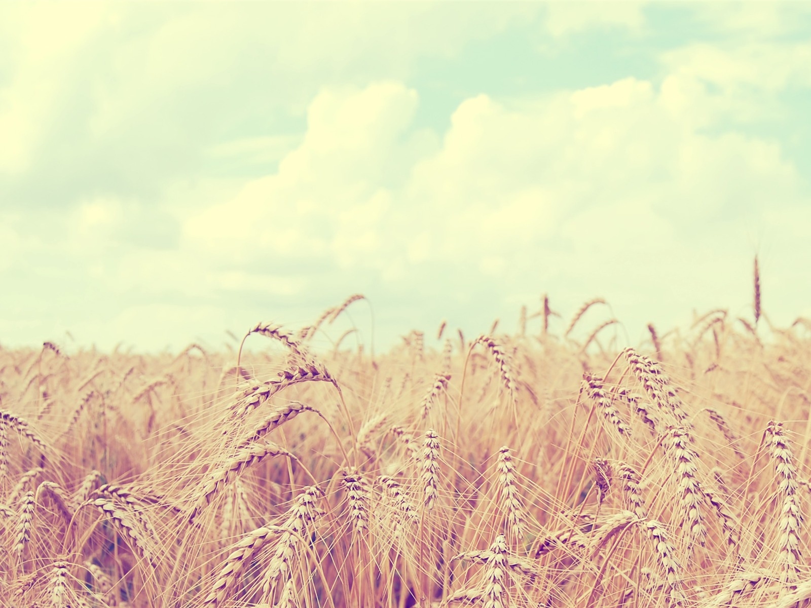 Cute - Wheat - Summer