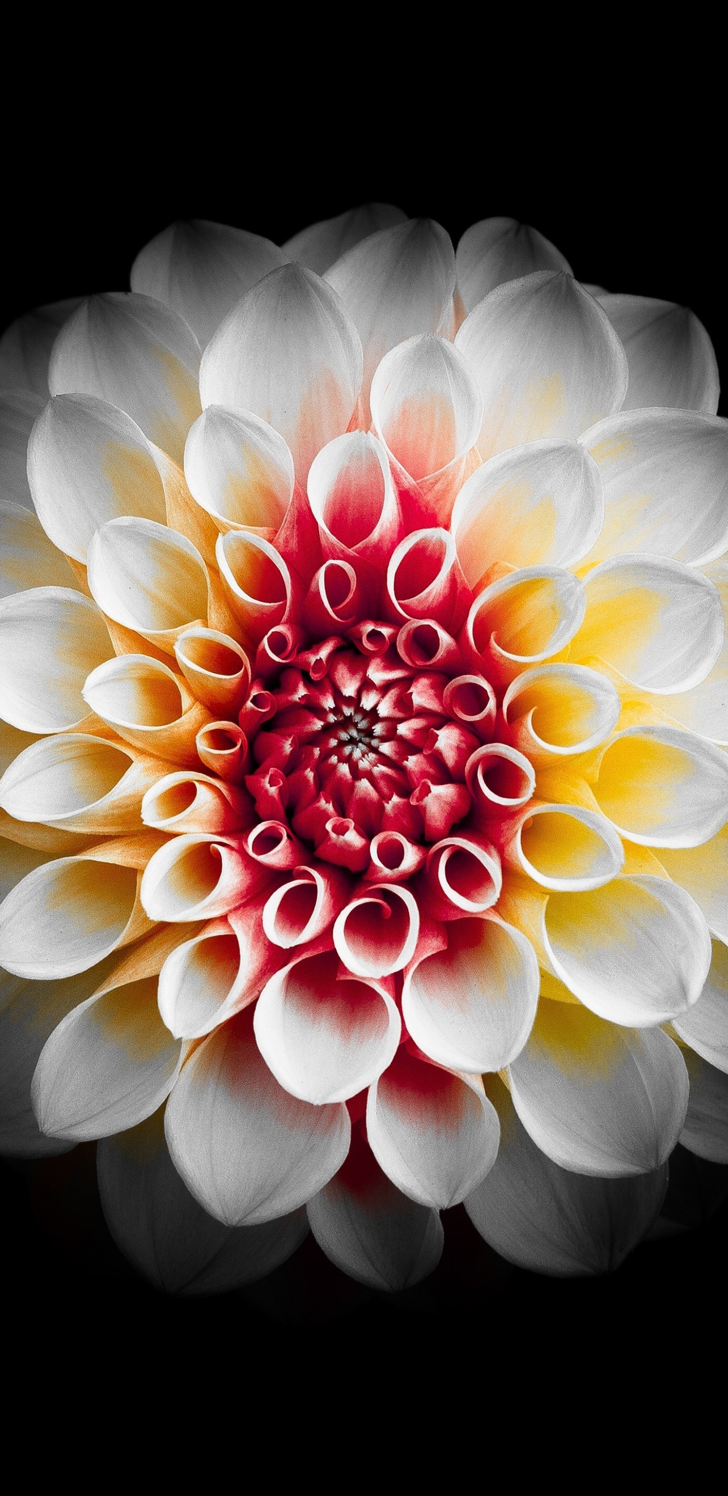 Dahlia