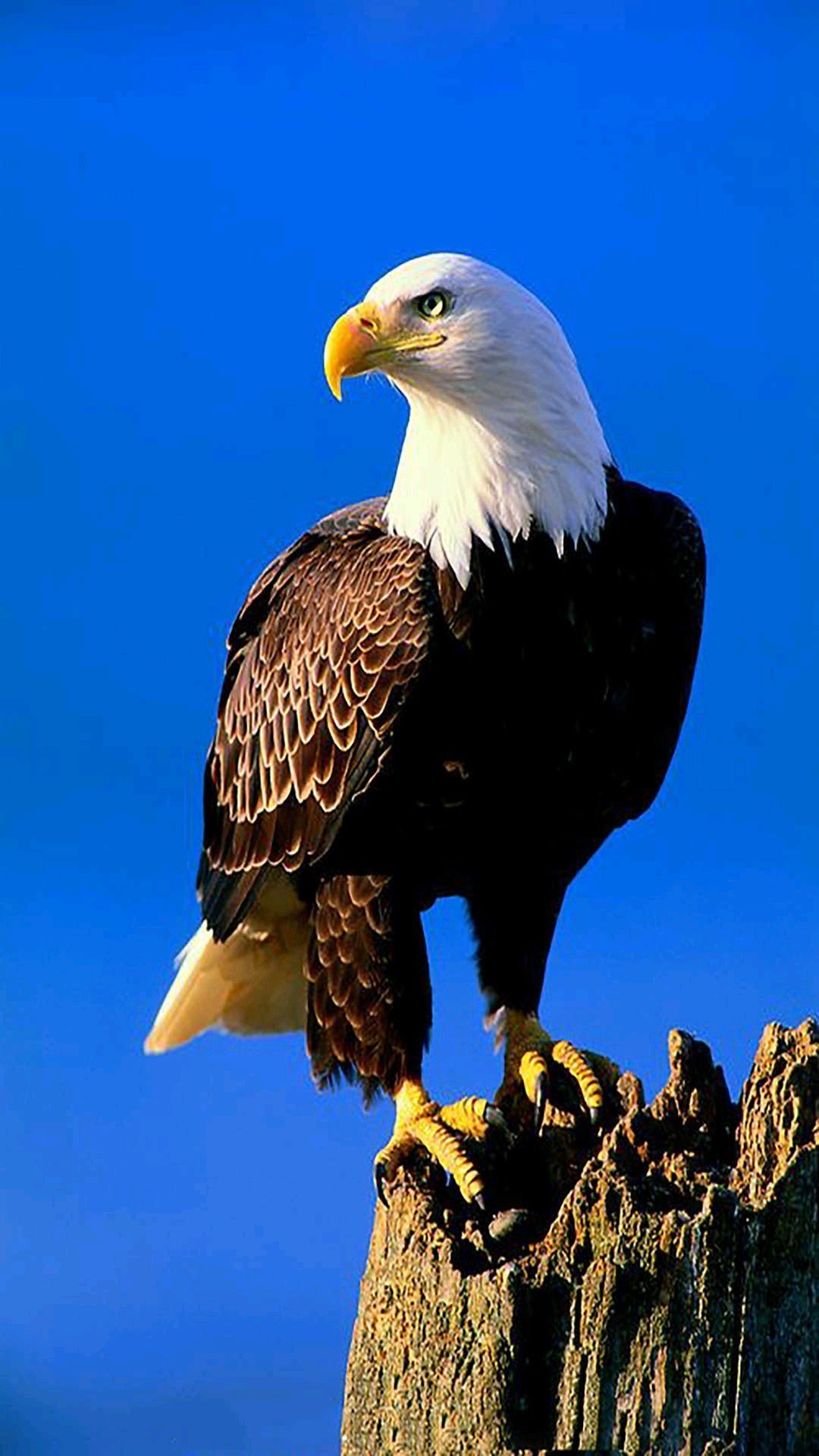 Eagle | Bird | Eagle Royal Bird