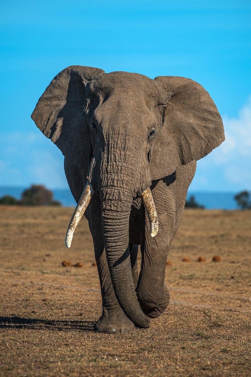 Elephant With Blue Background