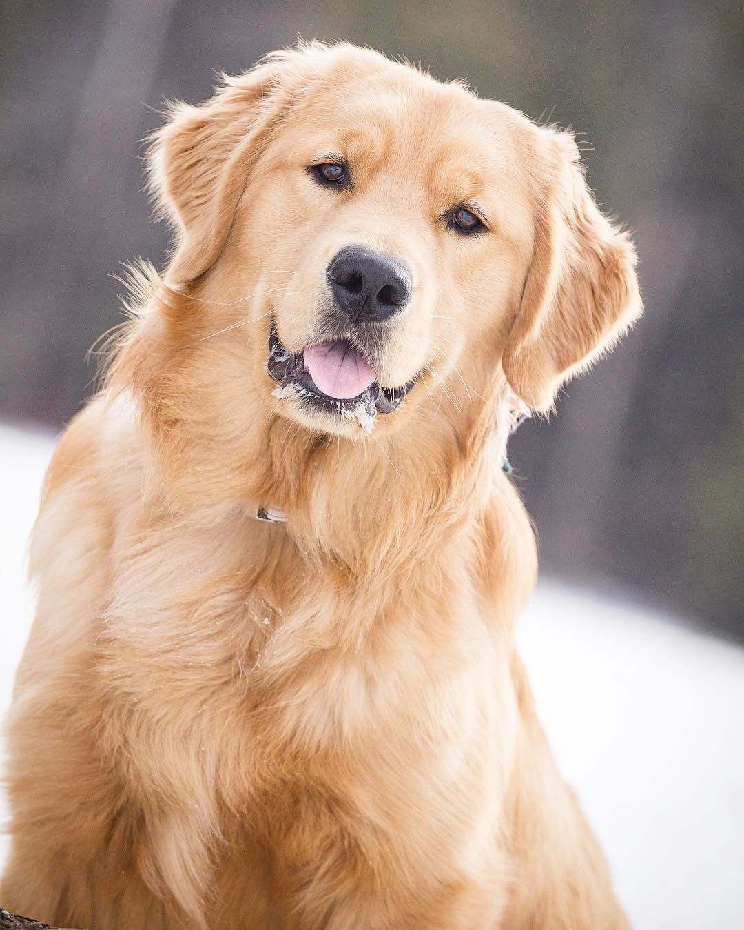 Dogs | Golden Retriever Dog