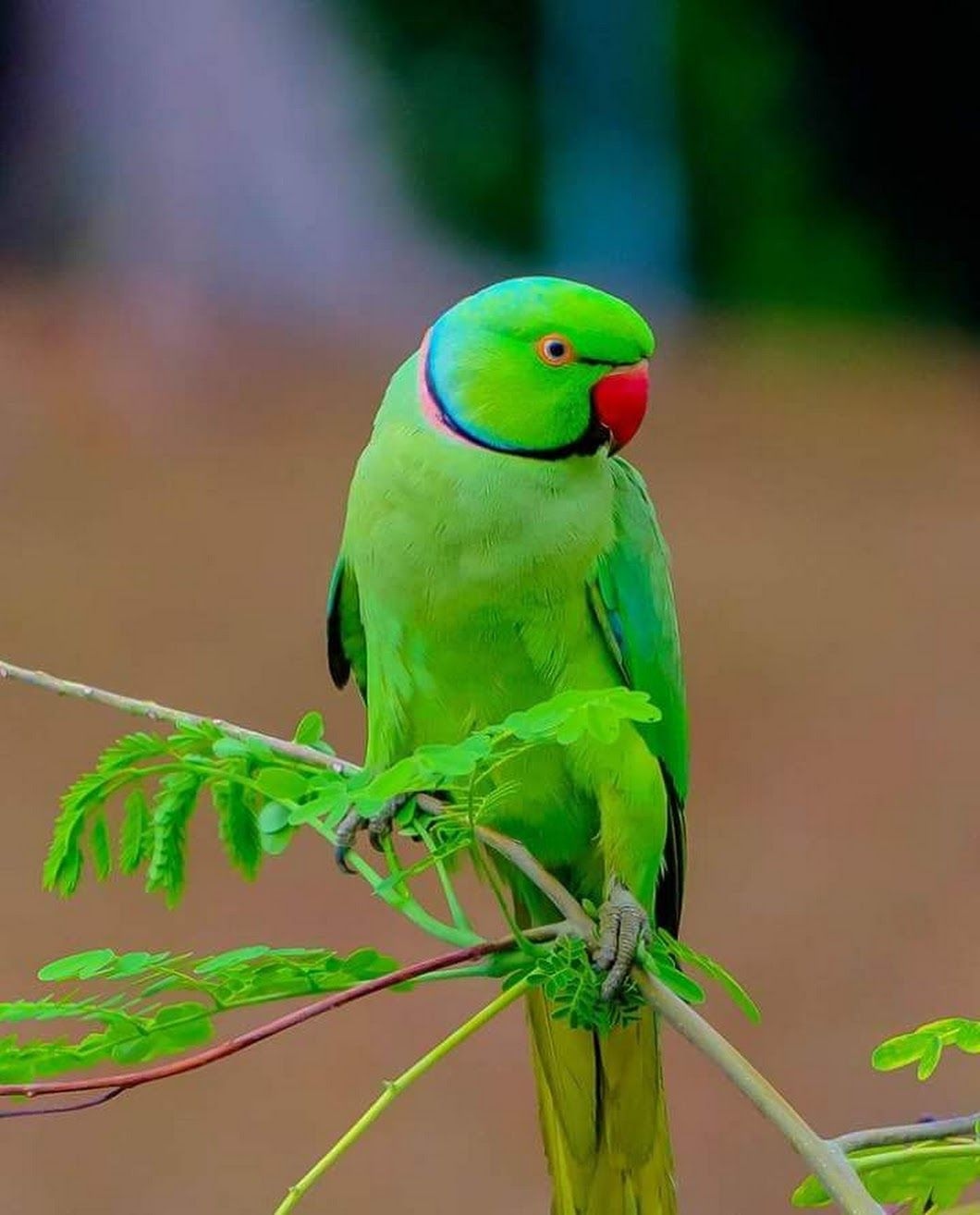 Parrot | Bird | Parrot Bird