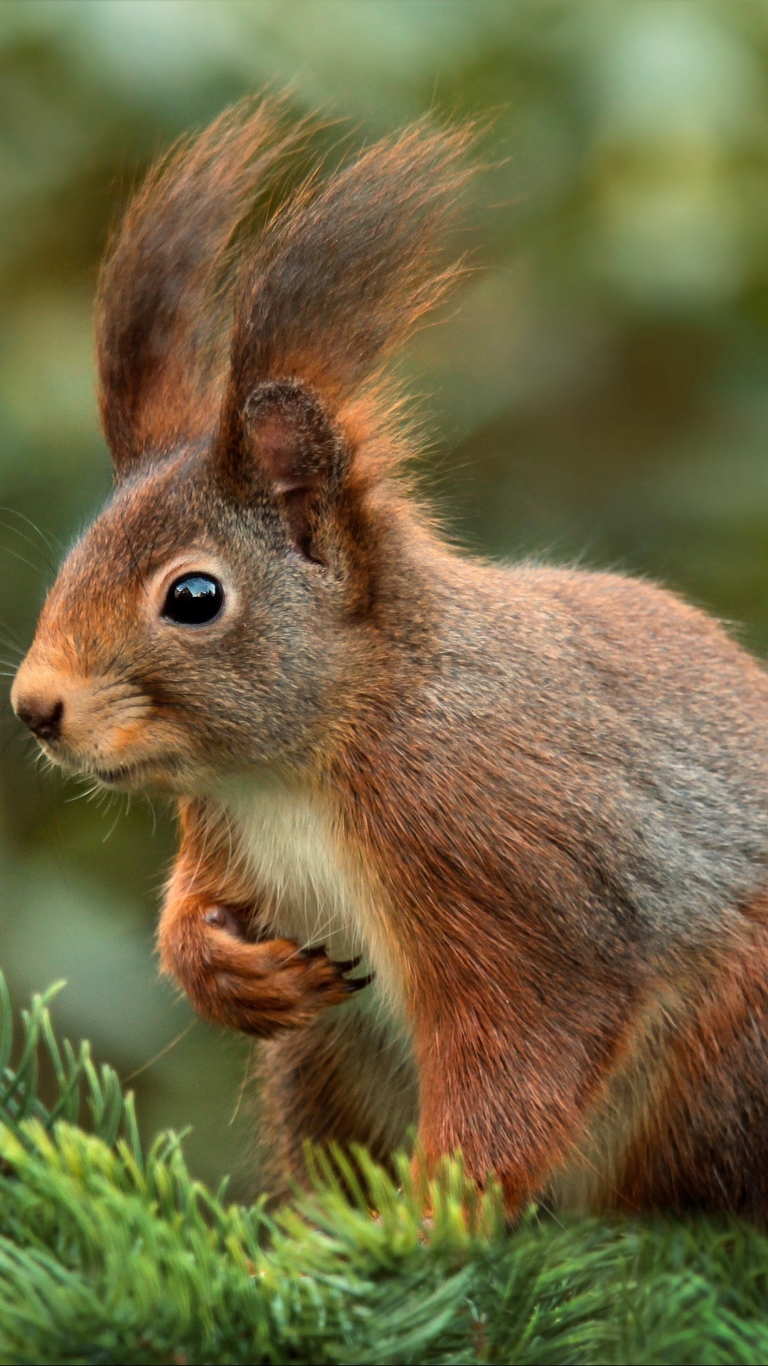 Brown Squirrel