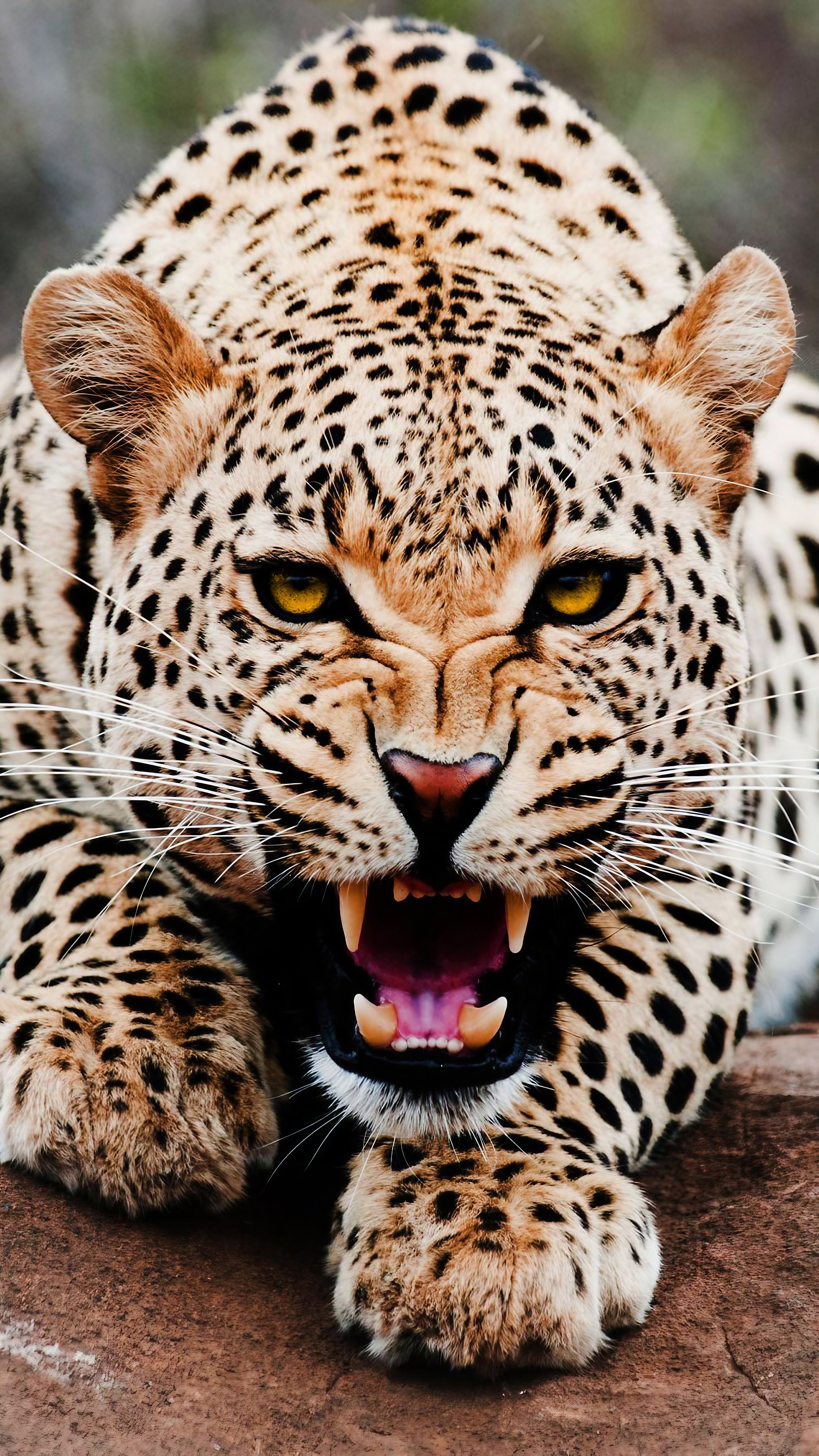 Set As Lock Screen - Leopard