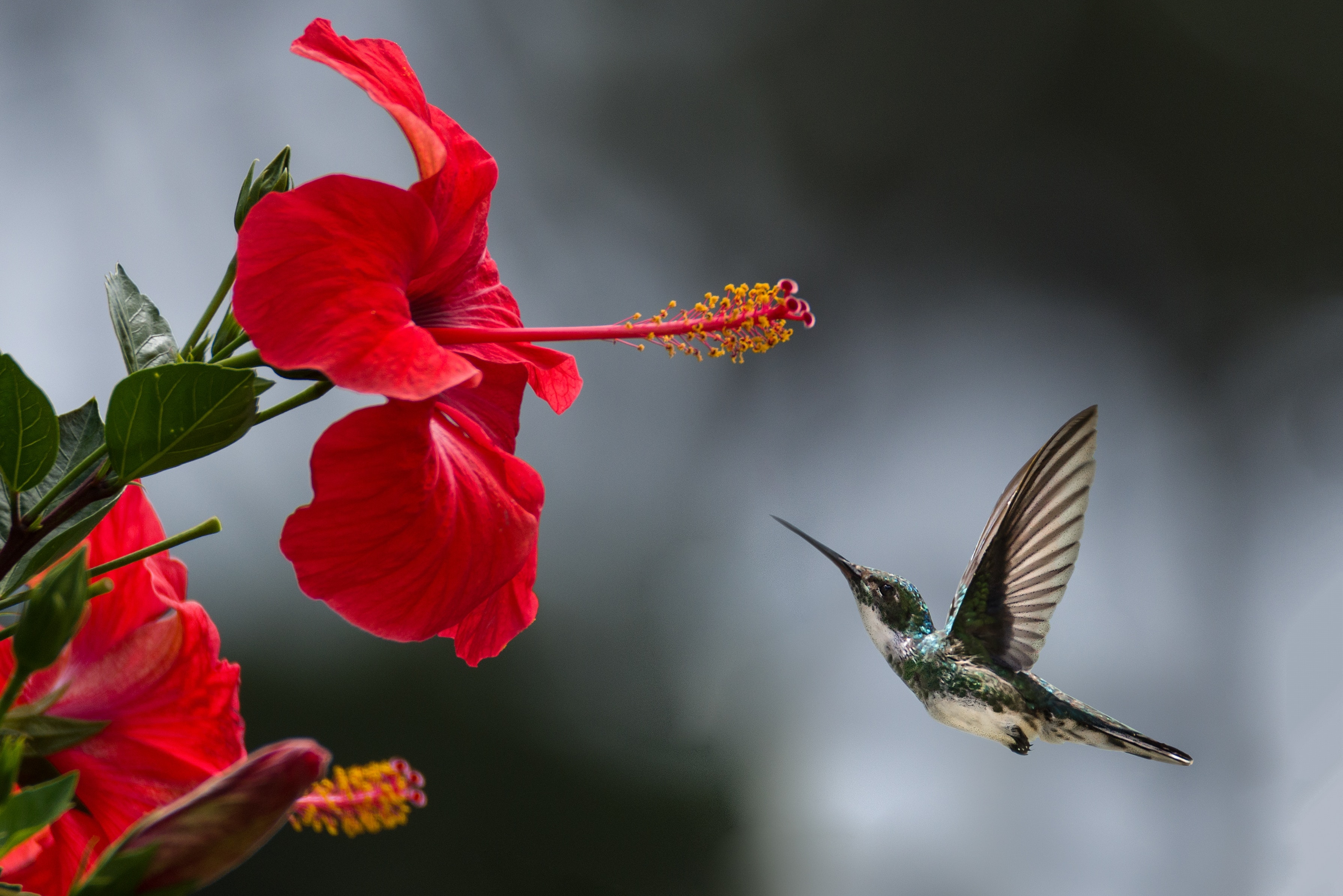 Birds Live - Grey Humming Bird