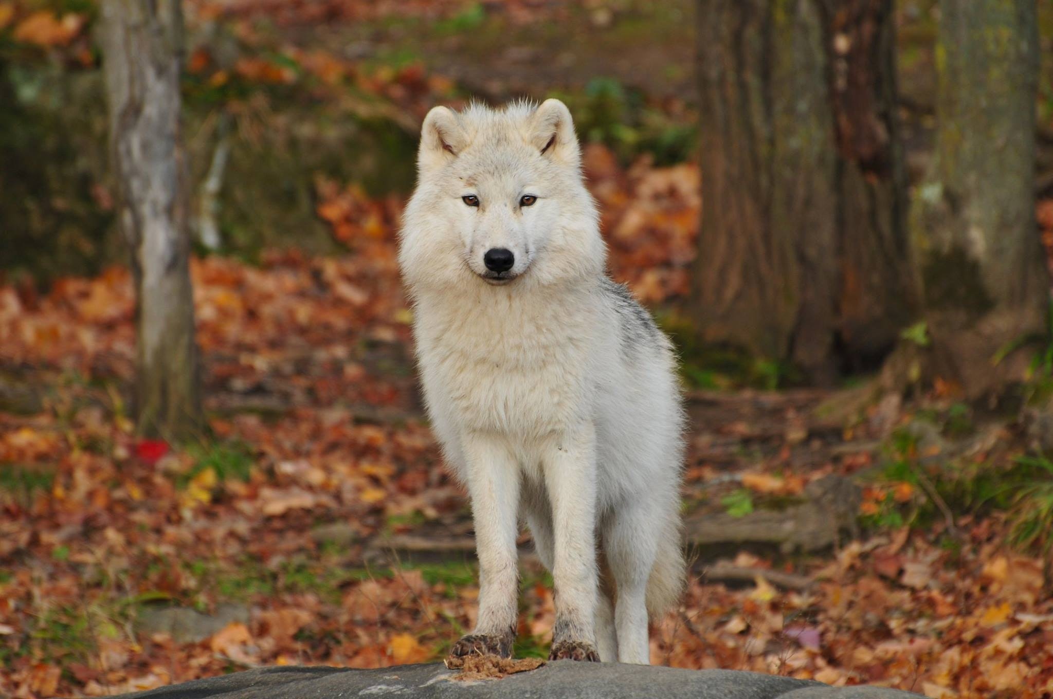 Wild Animals - Arctic Wolf