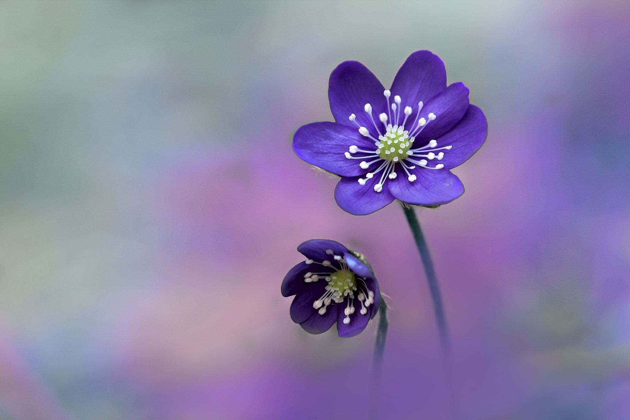 Purple Flowers - Beautiful Flowers